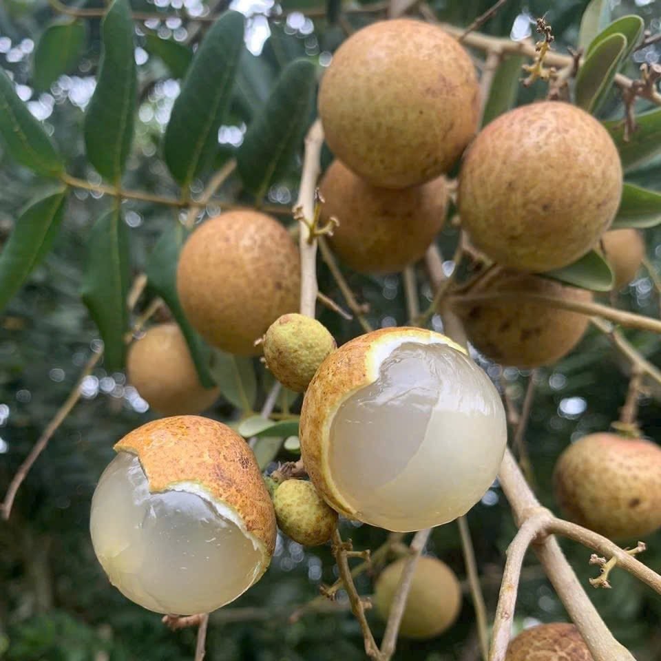 Nhãn Xuồng_thumbnail_1