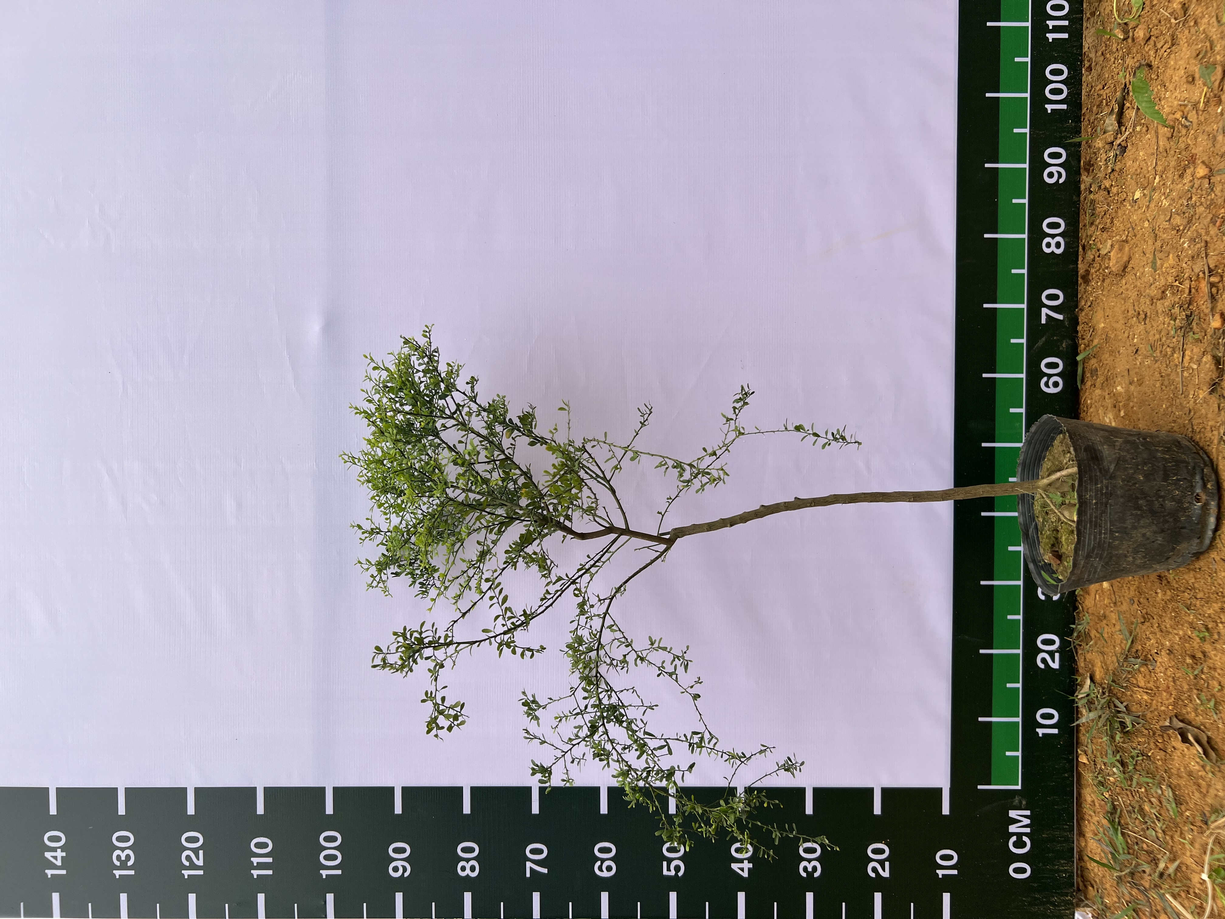 Chanh ngón tay choai cao 60-70cm PT73 CALATA