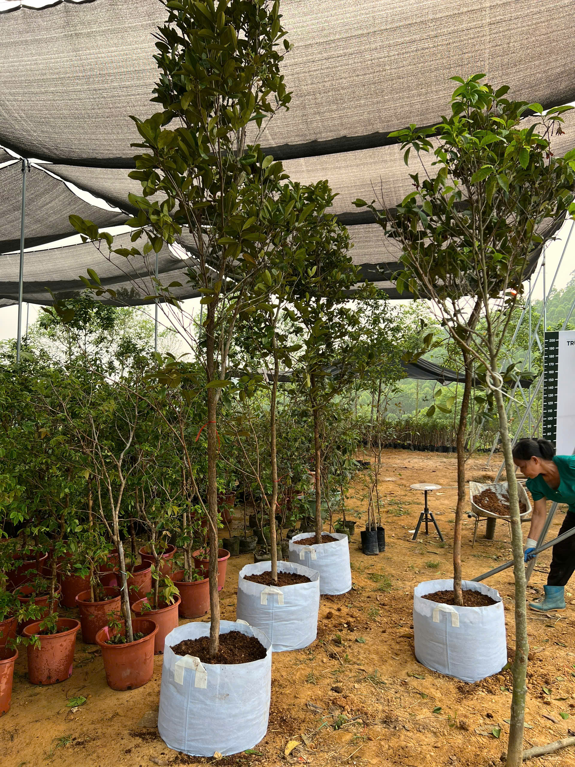 Cherry cao 2-2.5m PT181 CALATA