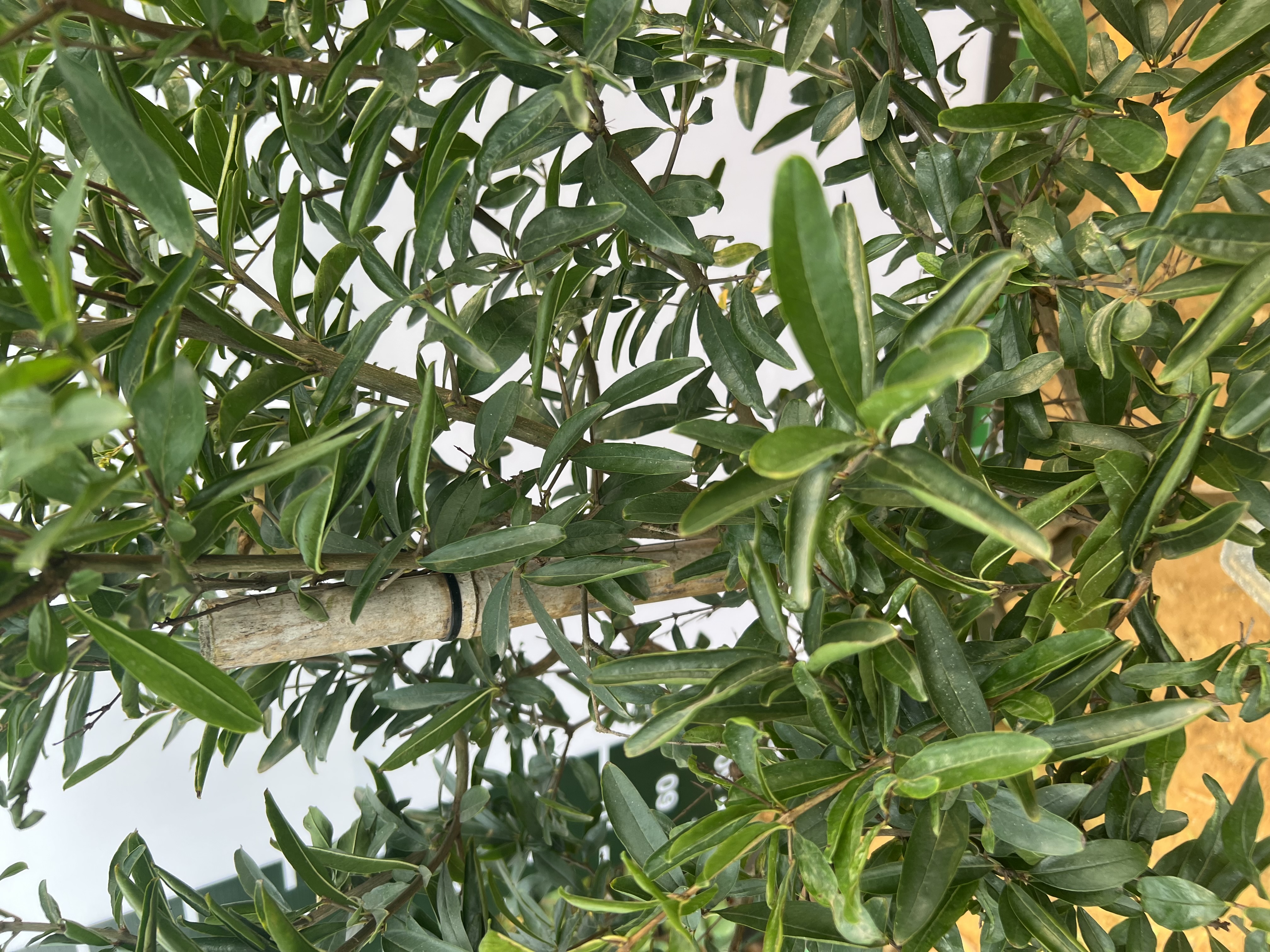 Lựu cao 2-2.2m PT170 CALATA_thumbnail_6