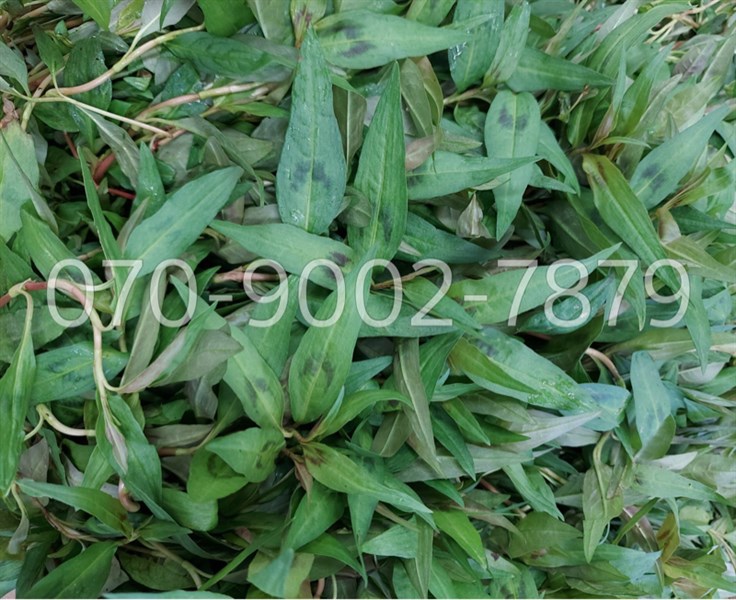 Rau răm | 50g