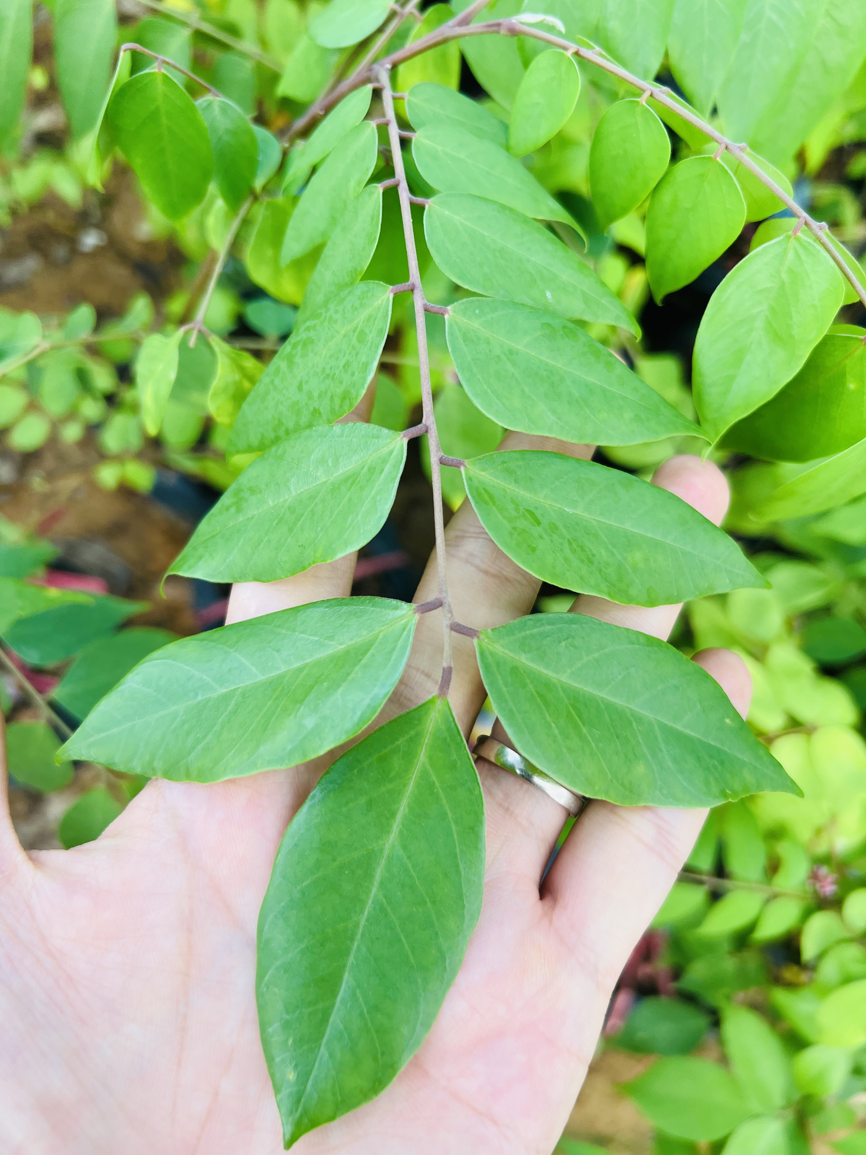 Khế ngọt cao 30-40cm PT39 CALATA_thumbnail_4