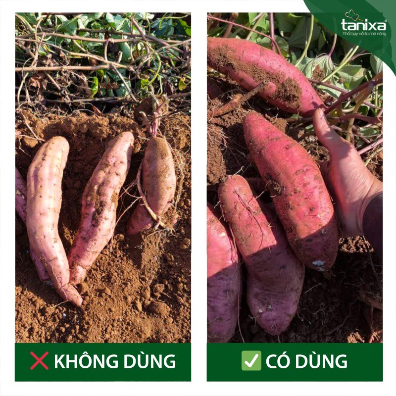 Bộ vô bột- chắc củ Tanixa_thumbnail_7