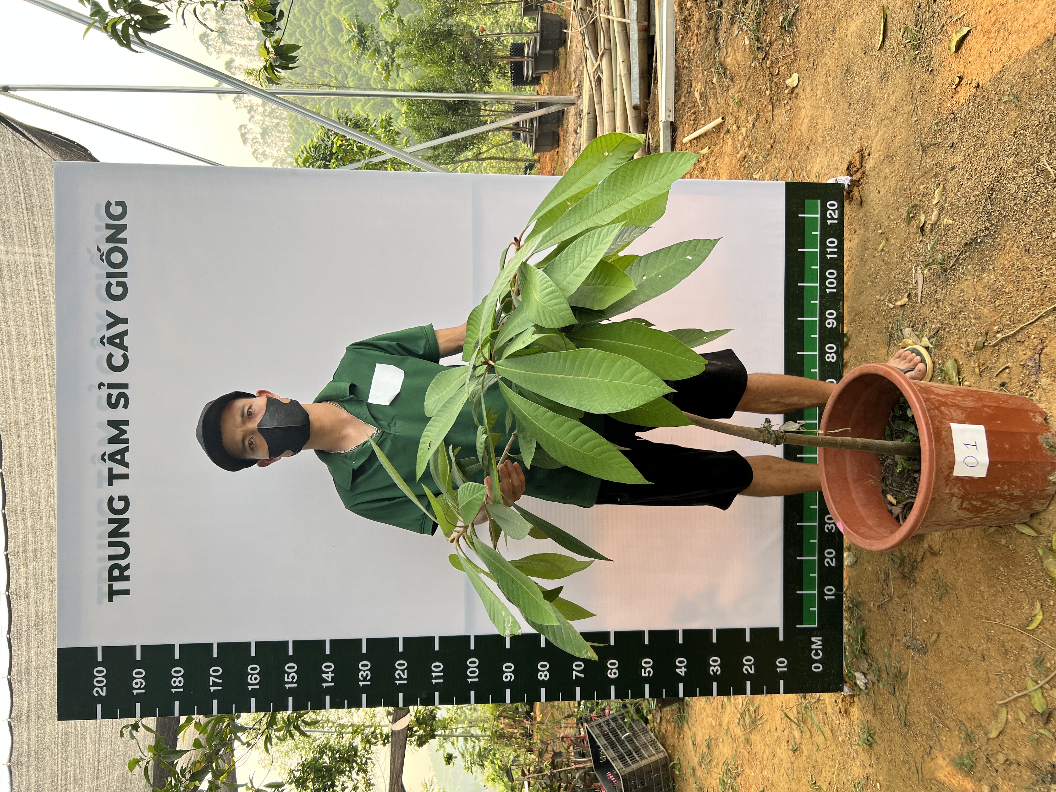 Hồng xiêm ruột đỏ cao 1.2-1.5m PT171 CALATA_thumbnail_1