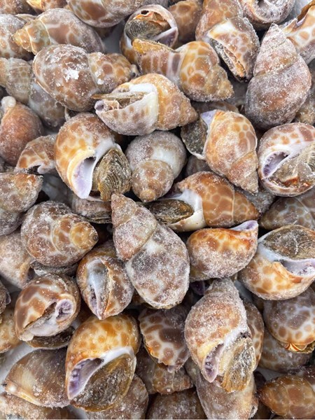 Ốc hương ( kg )