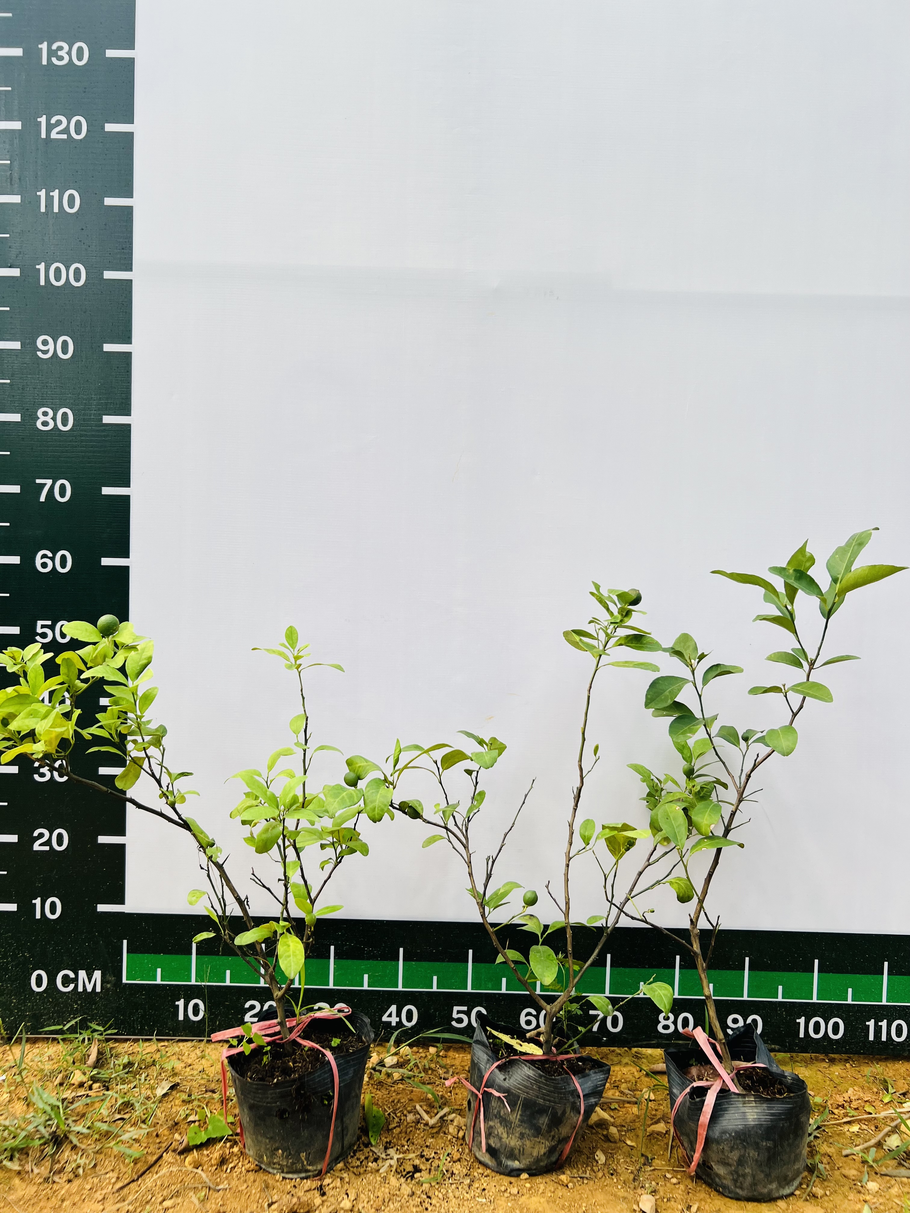 Chanh tứ quý cao 70-80cm PT20 CALATA_thumbnail_5