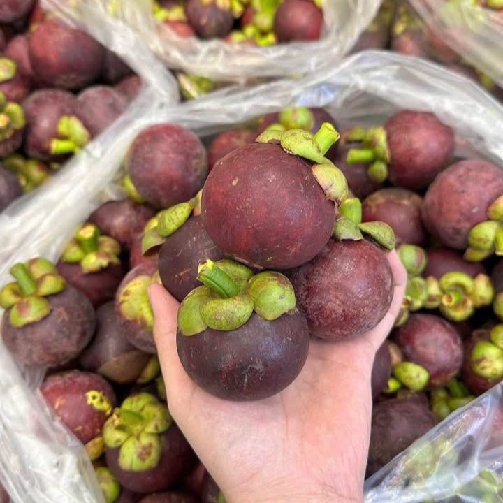 Măng Cụt Bảo Lộc_thumbnail_0