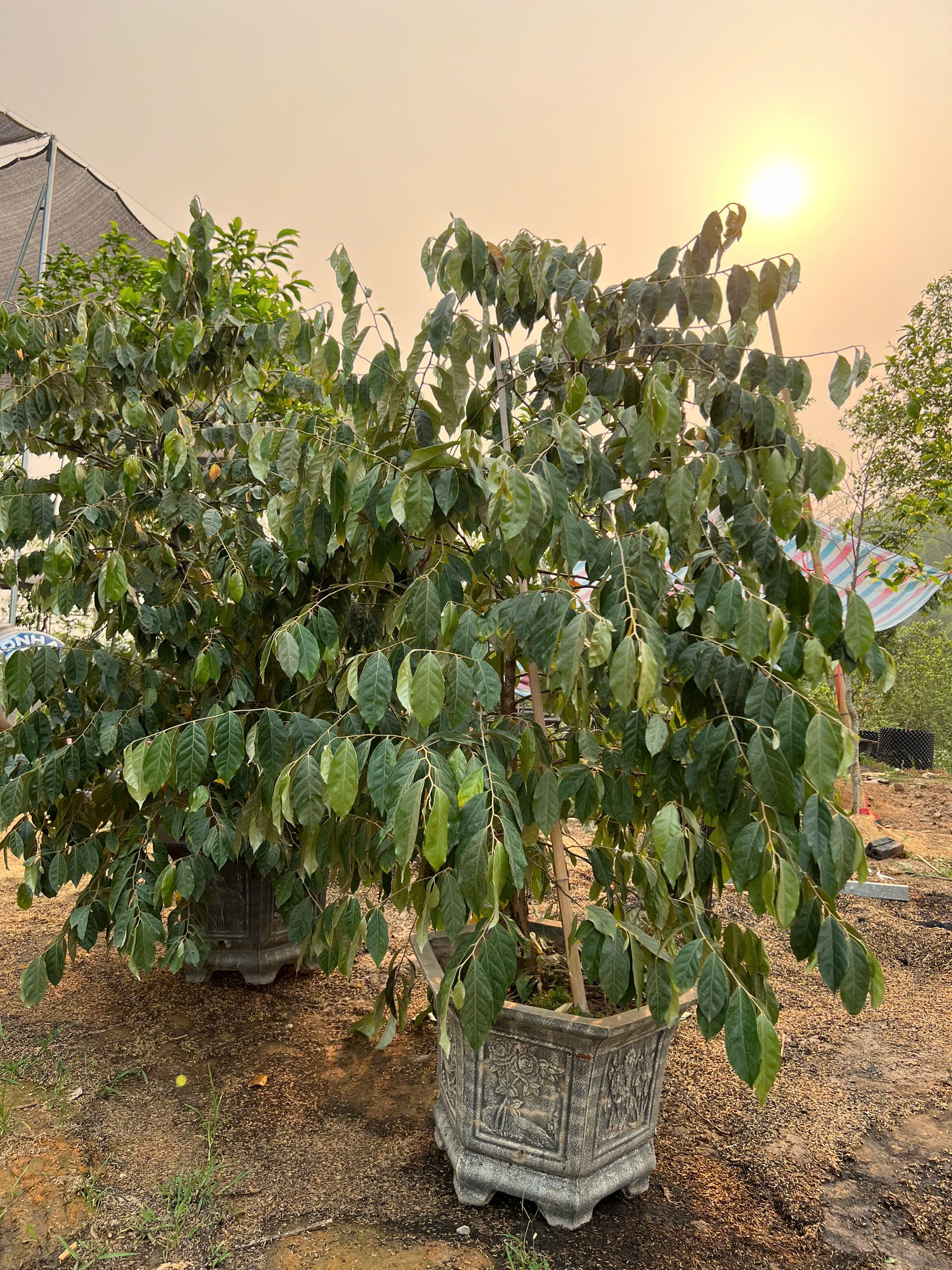 Nhót ngọt cao 1.8-2m PT164 CALATA