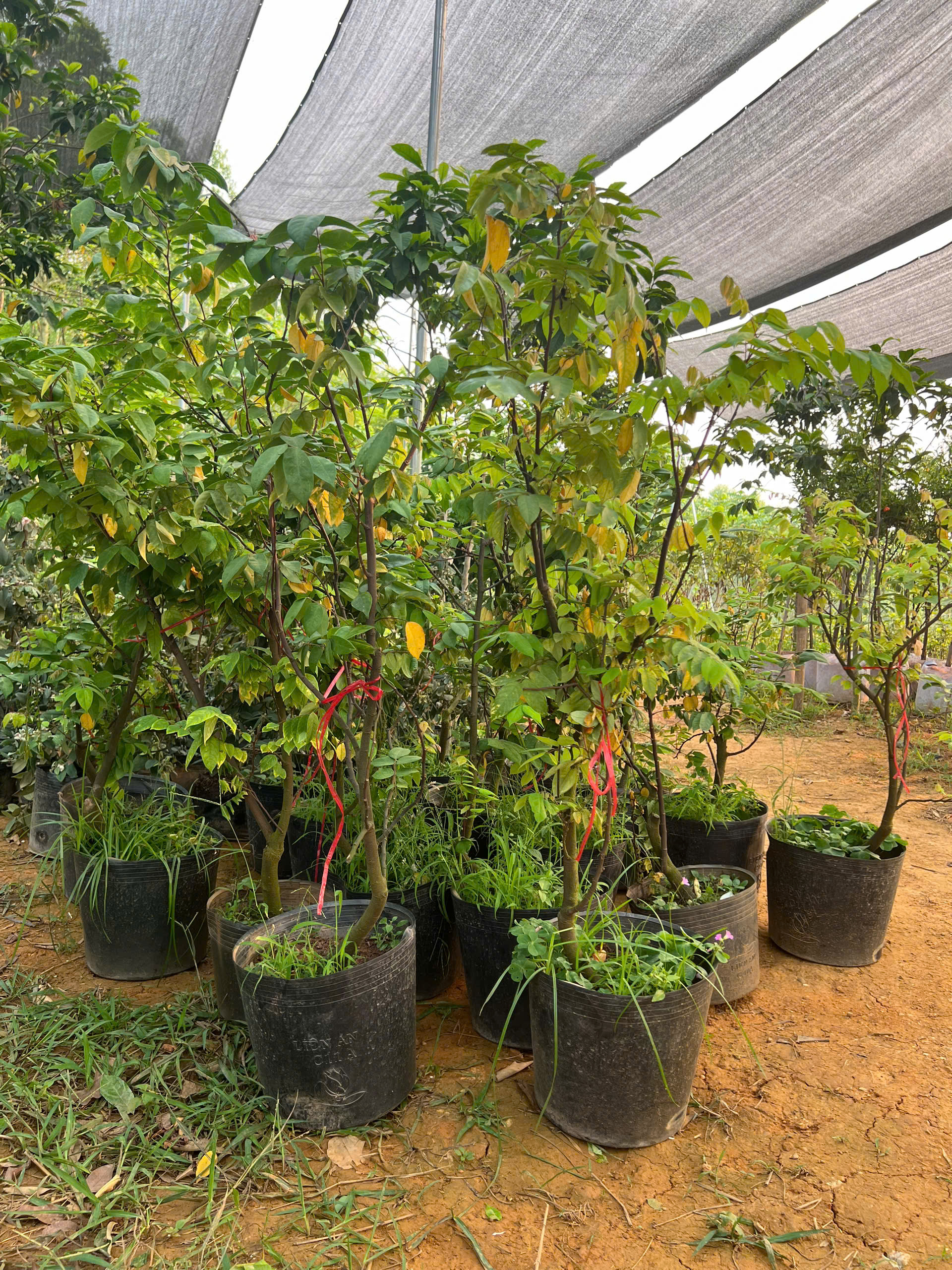 Khế chua cao 60-80cm PT161 CALATA