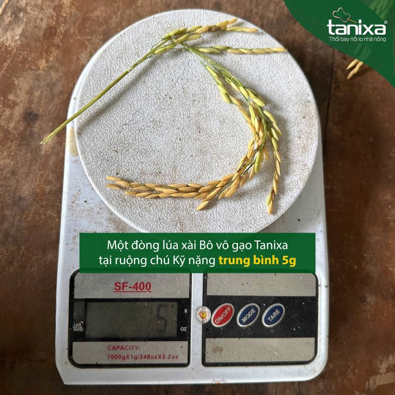 Bộ vô gạo Tanixa (KM)_thumbnail_8