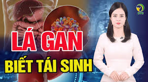 Khả Năng Tái Sinh Kỳ Diệu Của Lá Gan – Sự Thật Khoa Học Bạn Nên Biết