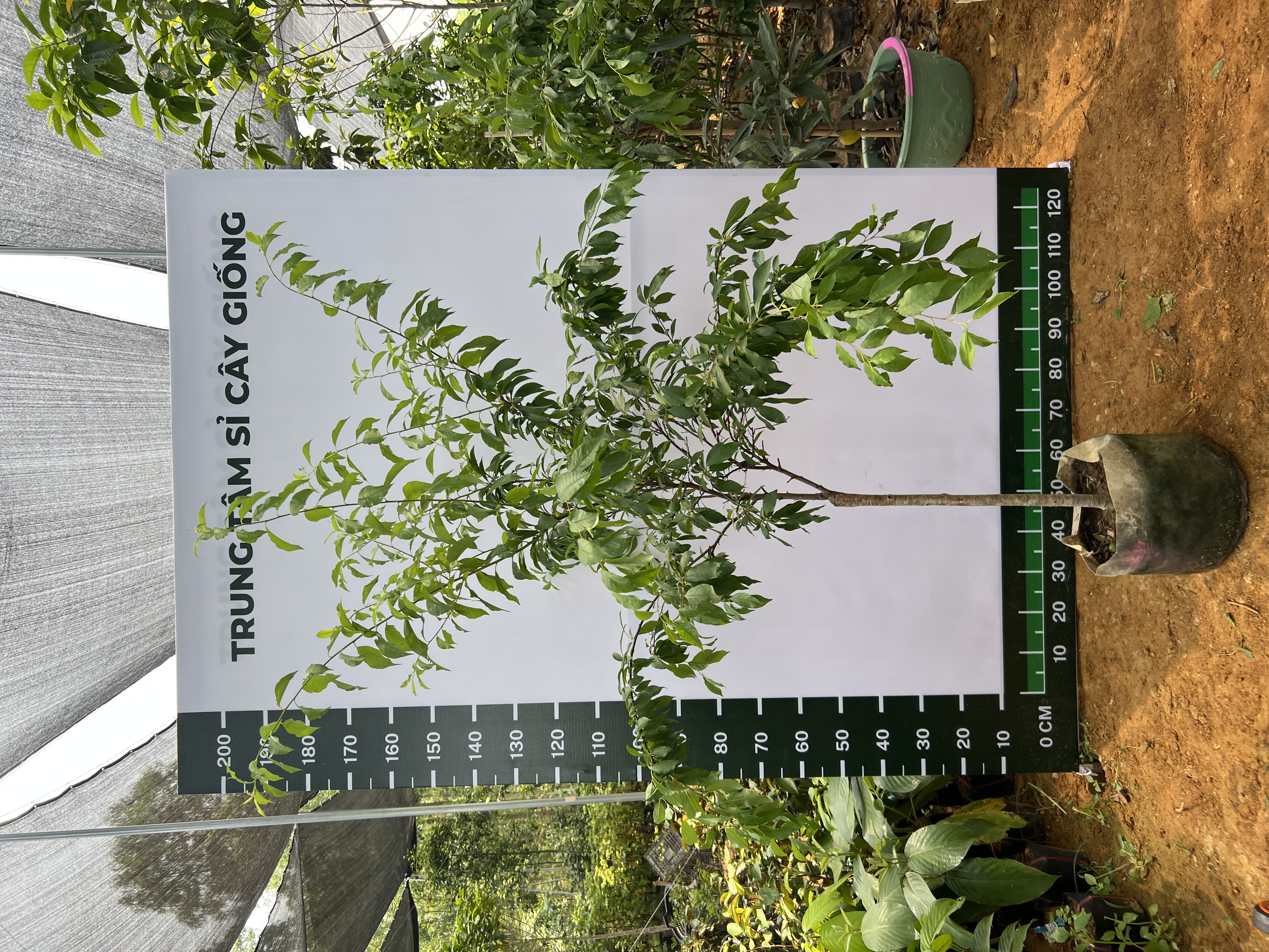 Mận tím quả to cao 1.3-1.5m PT168 CALATA