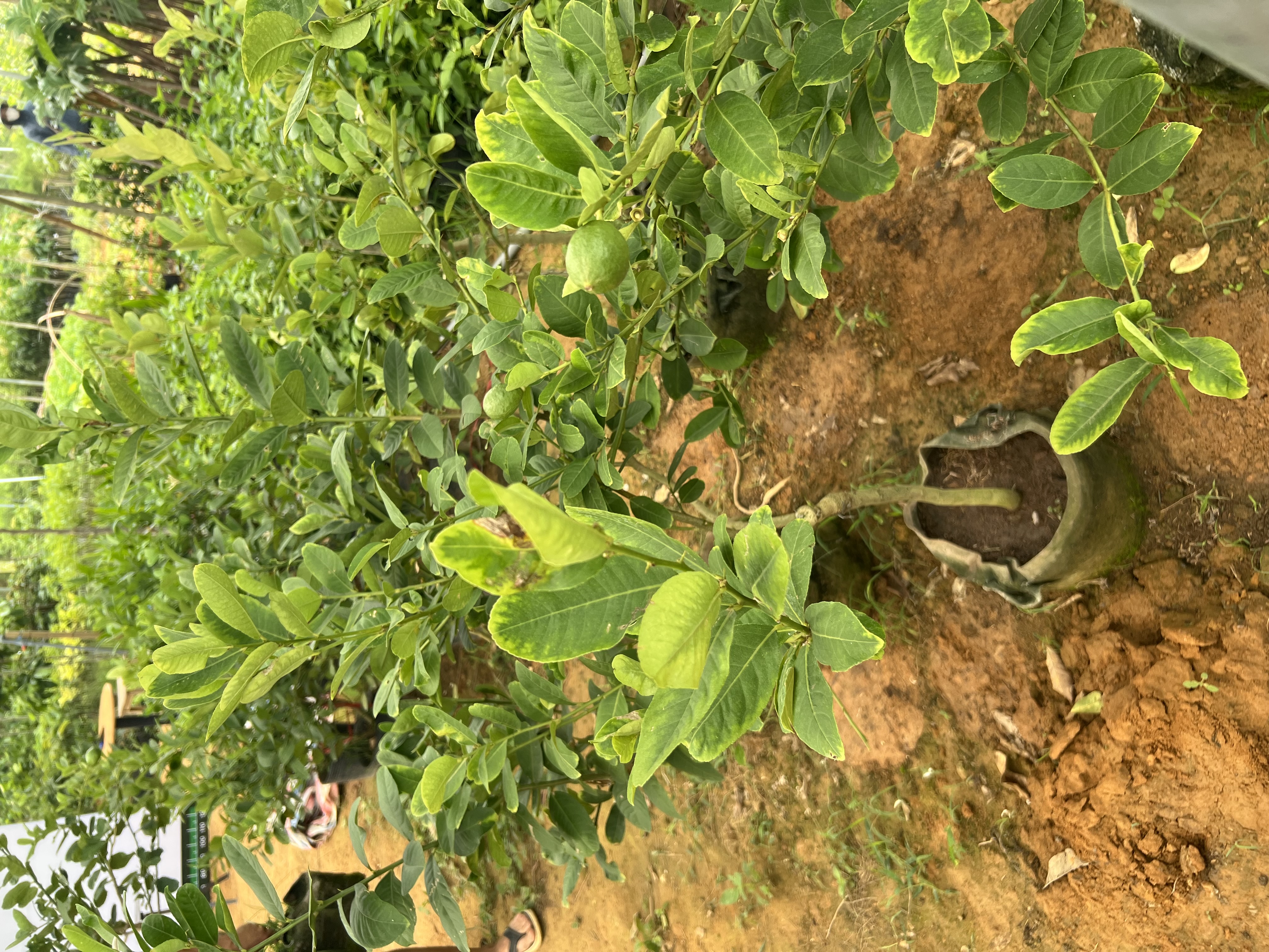 Chanh vàng mỹ cao 1.2-1.5m PT138 CALATA_thumbnail_6