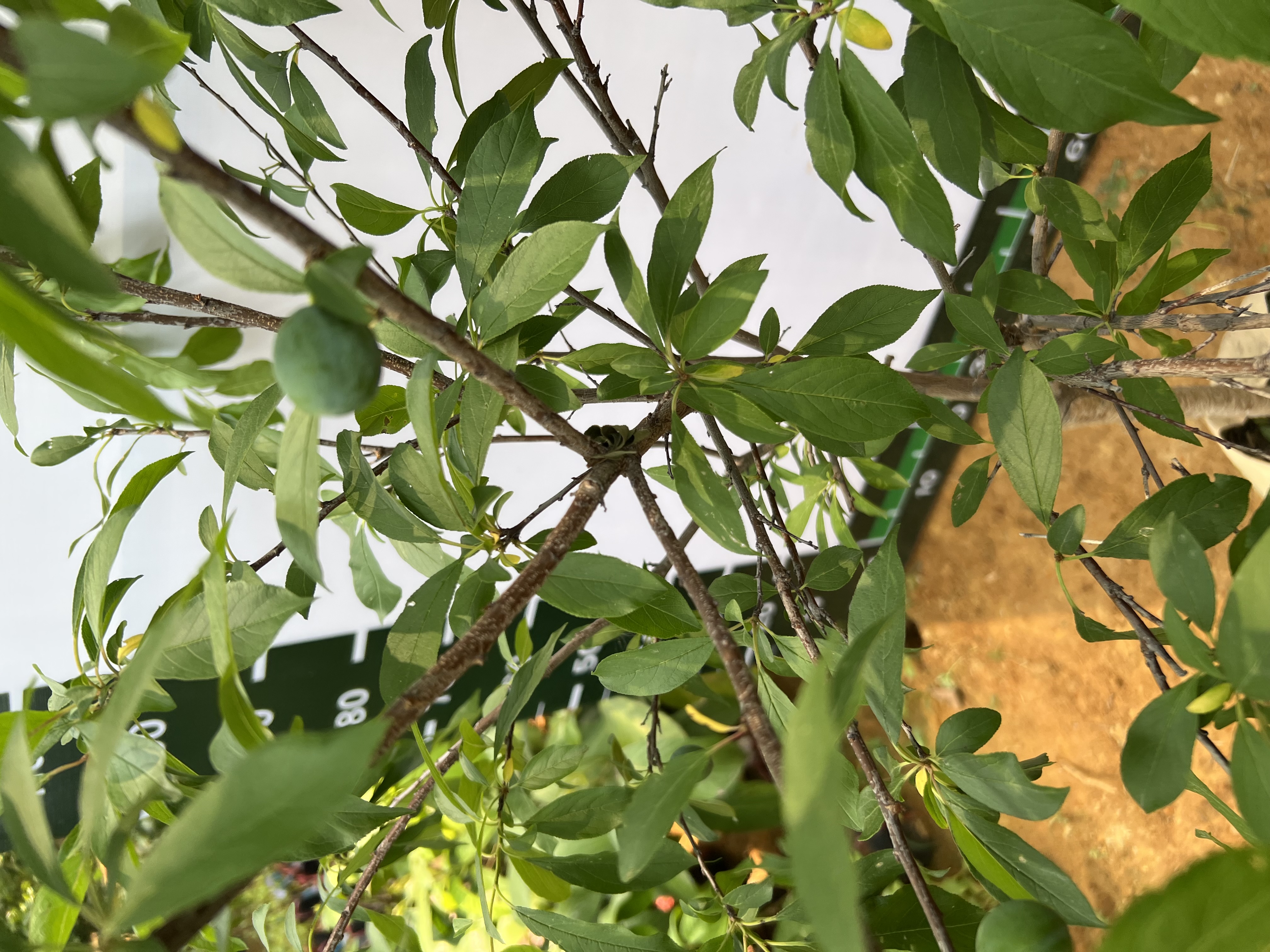 Mận tím quả to cao 1.3-1.5m PT168 CALATA_thumbnail_6