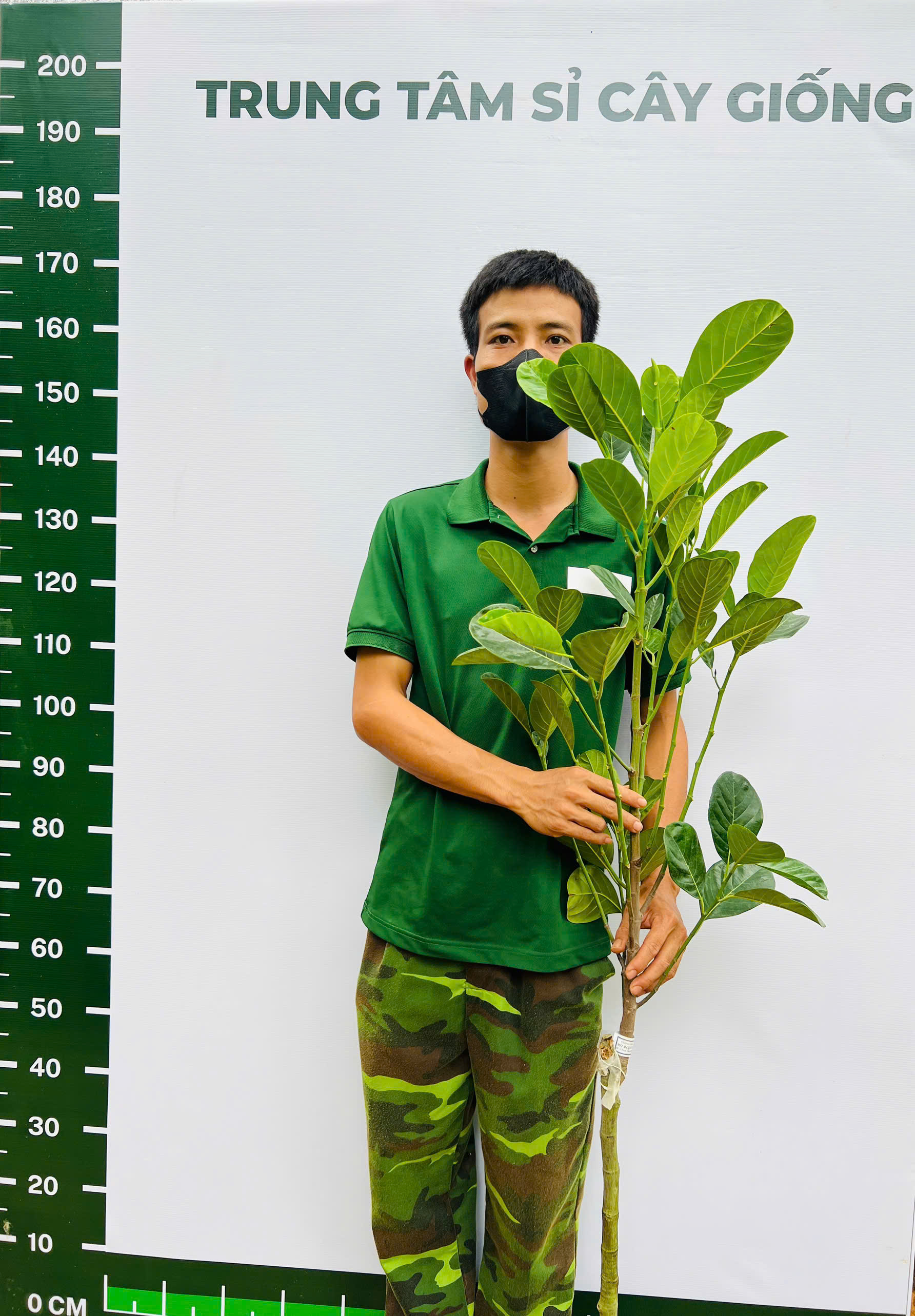 Mít Indo ruột đỏ sơ vàng cao 1-1,5m PT244 CALATA_thumbnail_1