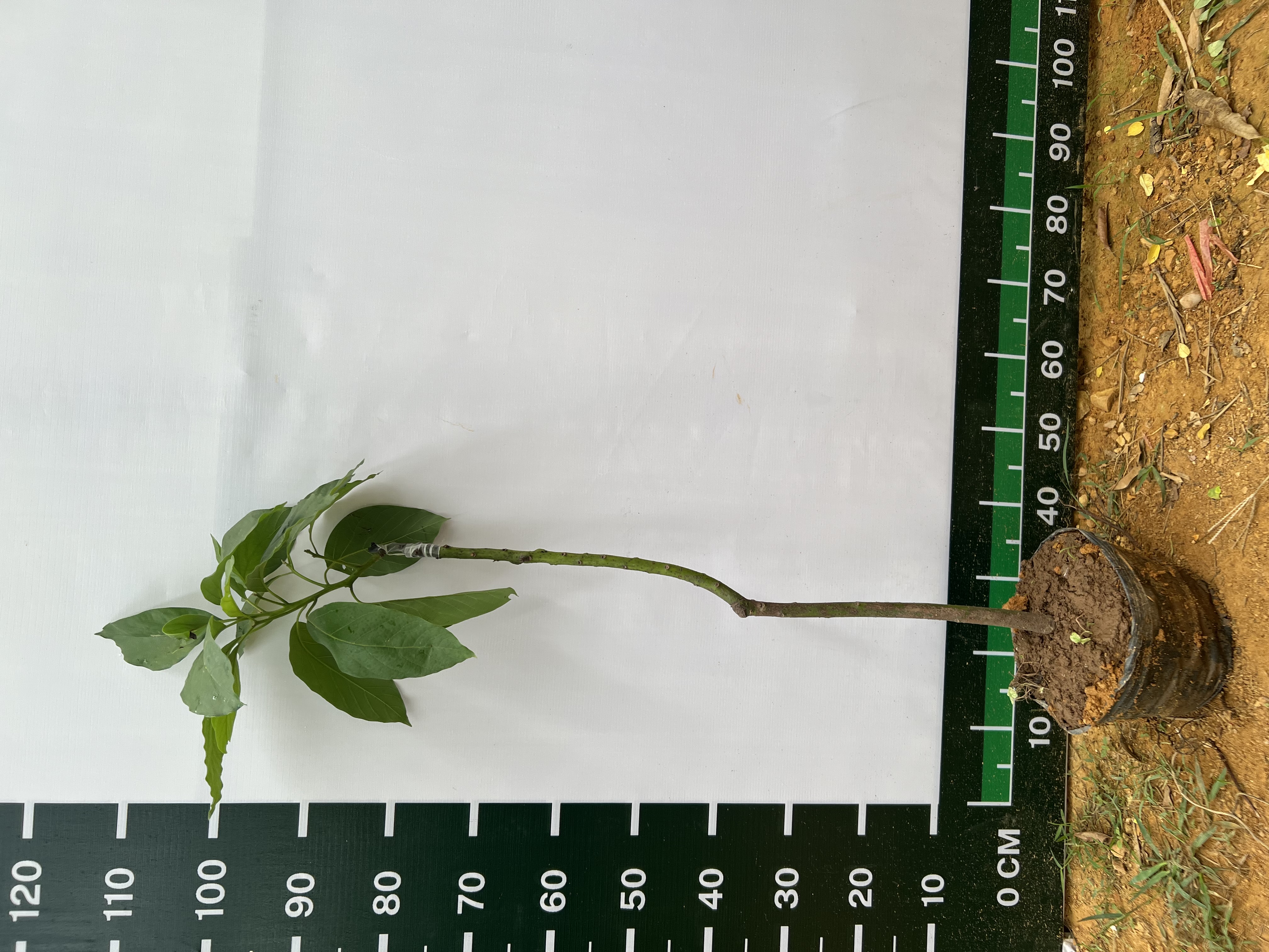 Bơ 034 cao 1-1.2m PT173 CALATA