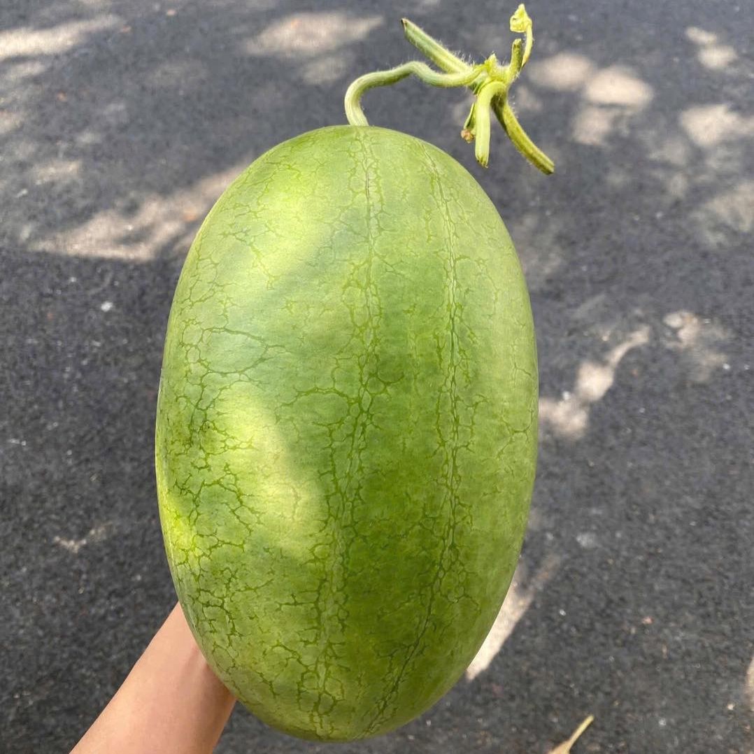 Dưa Hấu Đường_thumbnail_1