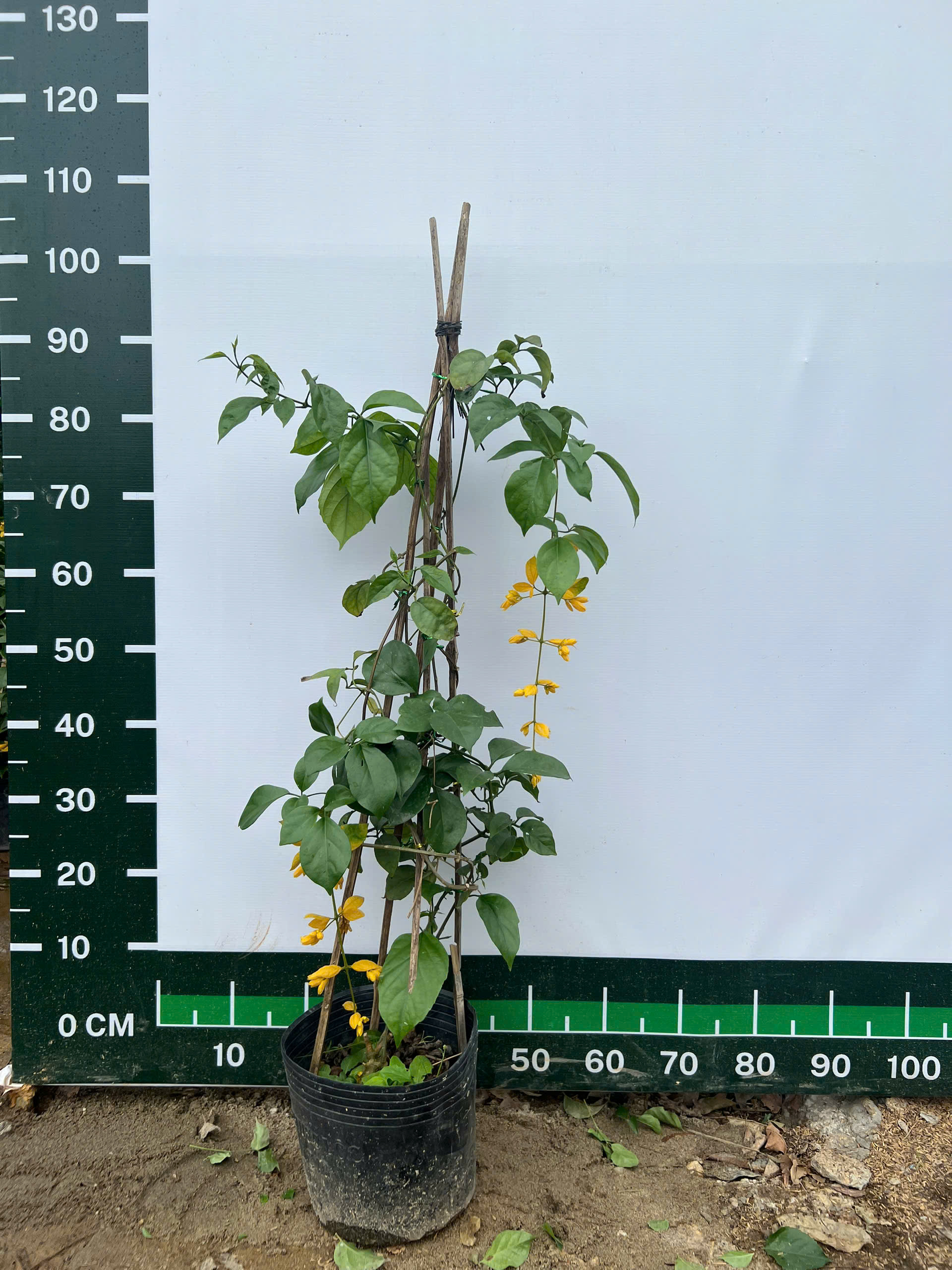 [THANH LÝ] Lan hoàng dương cao 70-80cm PT211 CALATA