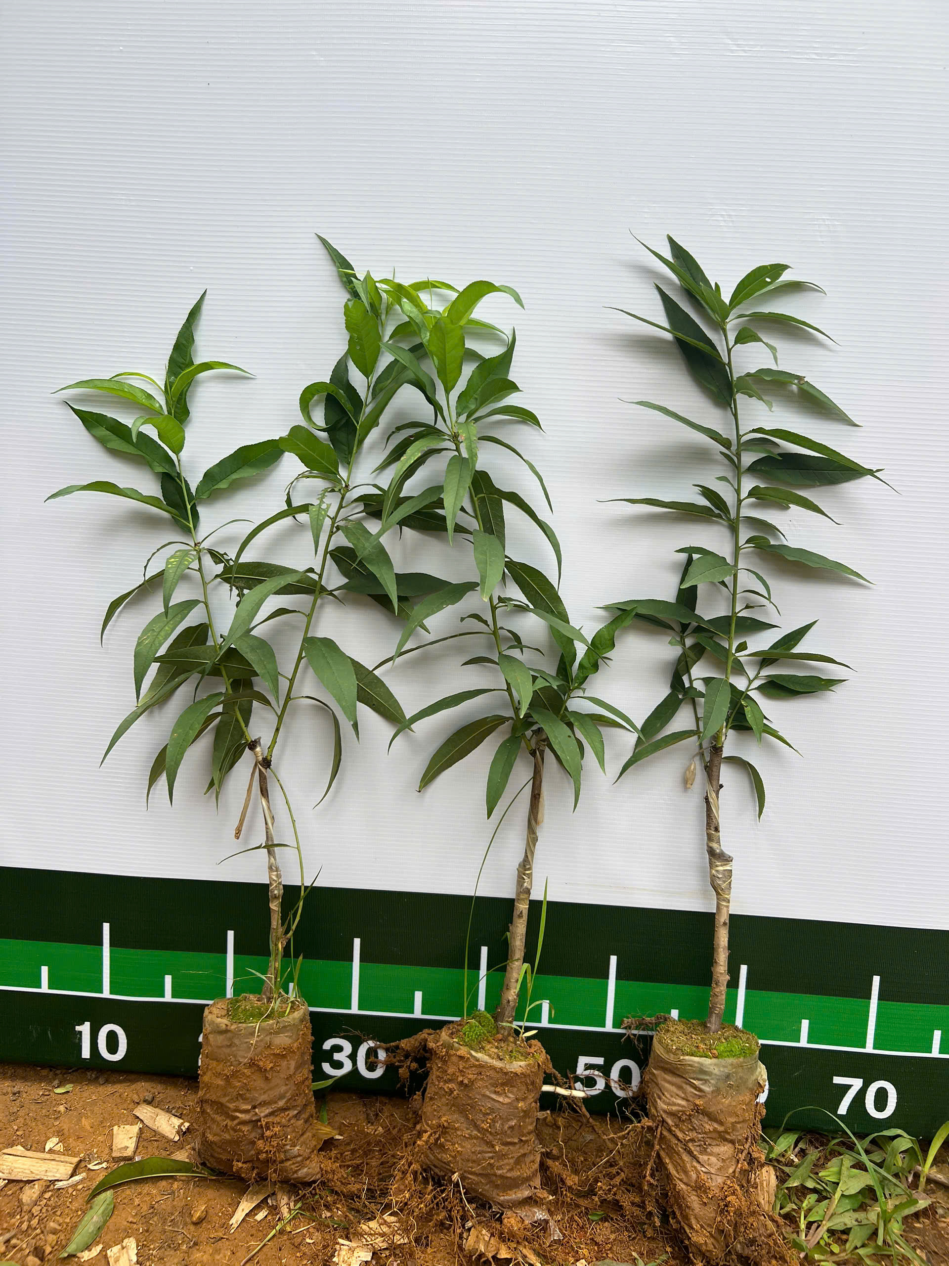 [SIÊU SALE] Đào phai cao 30-40cm PT76 CALATA_thumbnail_5