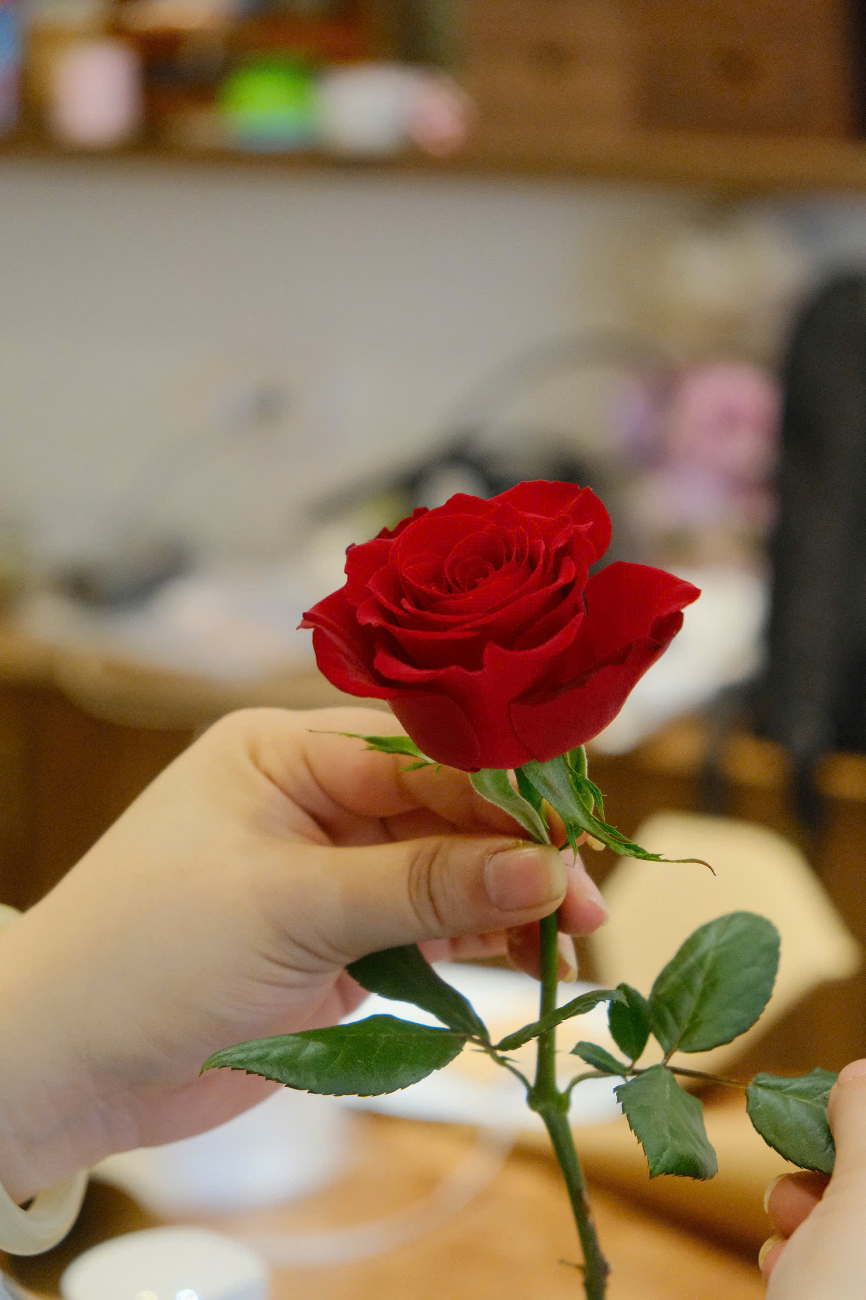 Red Roses (Hồng đỏ Đà Lạt)_6