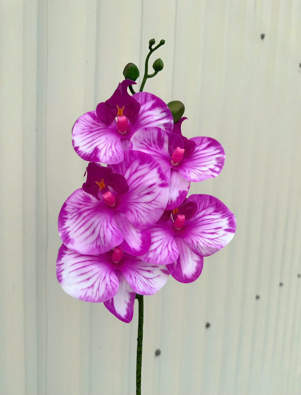 Cành Lan Ướt 7 Bông Hoa Lụa Trang Trí Đám Cưới – Sang Trọng Như Hoa Thật, Decor Sự Kiện Cao Cấp, Bền Đẹp Tiết Kiệm_thumbnail_4