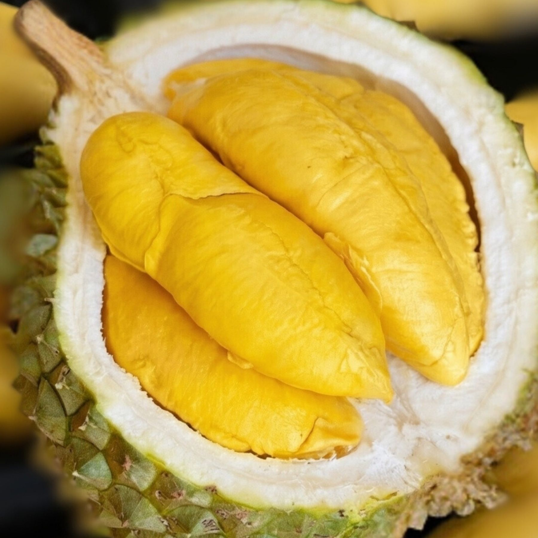 Trái - Sầu riêng Musang King - Khui sầu_thumbnail_3