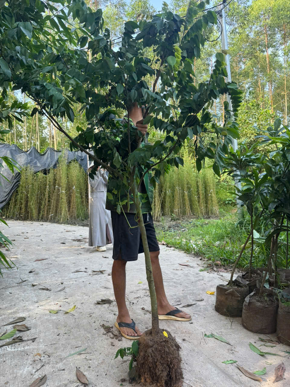 Khế chua cao 1,5-2m PT280 CALATA