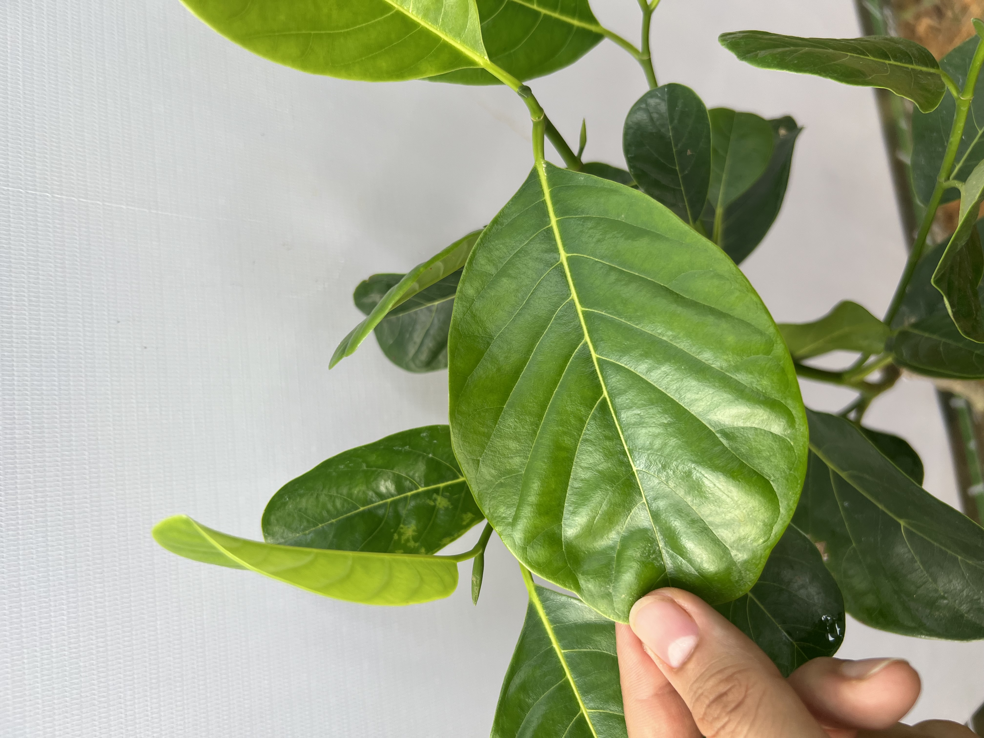 [SIÊU SALE] Mít Indo ruột đỏ sơ vàng cao 40-55cm PT38 CALATA_thumbnail_1