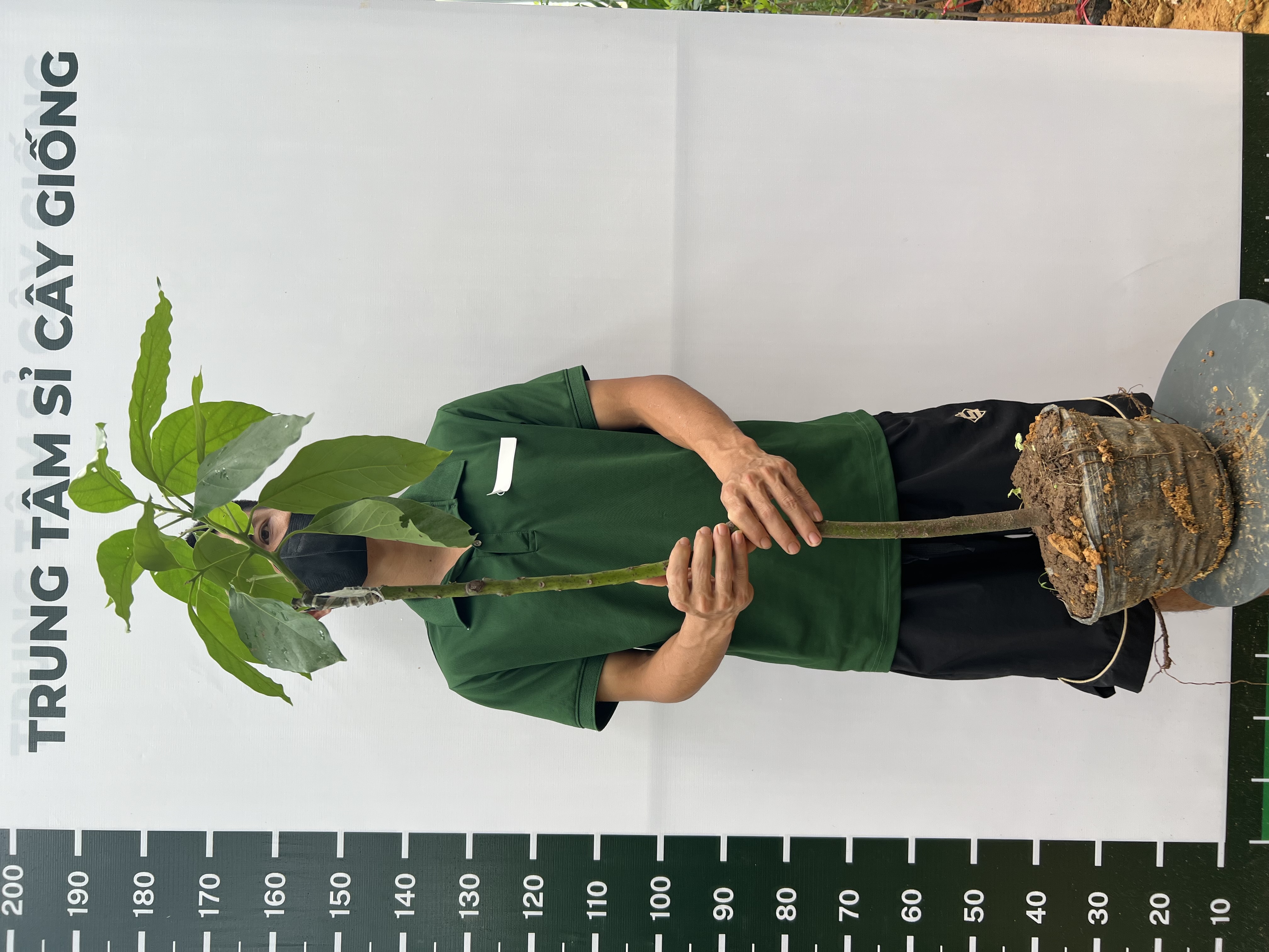 Bơ 034 cao 1-1.2m PT173 CALATA_thumbnail_1