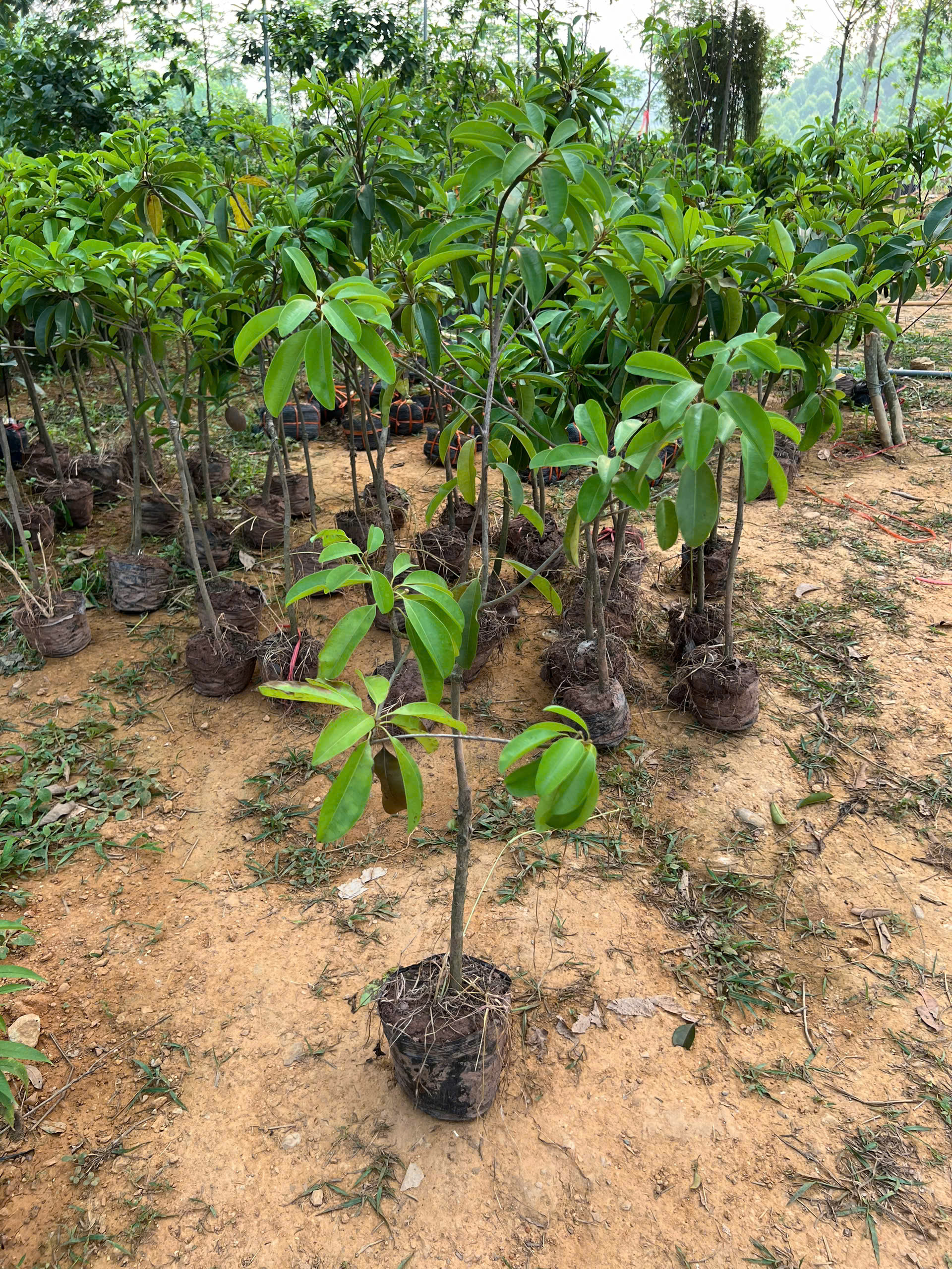 Hồng xiêm cao 1-1.2m PT179 CALATA