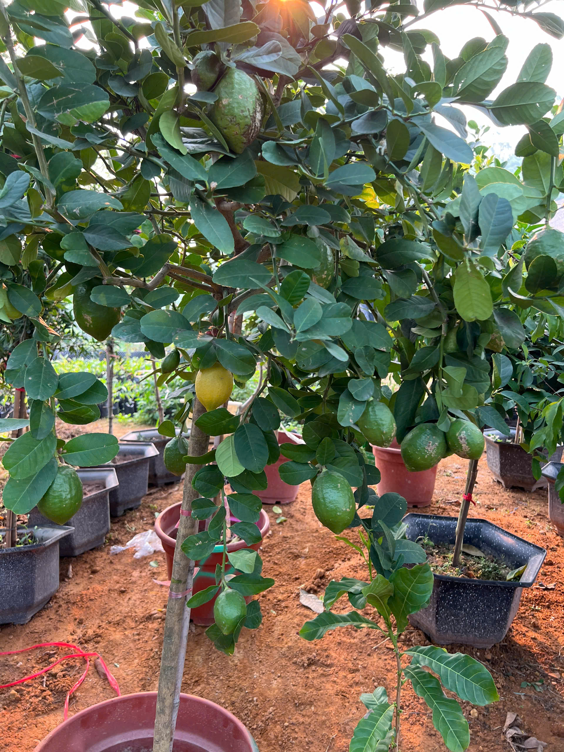 Chanh vàng mỹ cao 2-2.5m PT166 CALATA_thumbnail_4