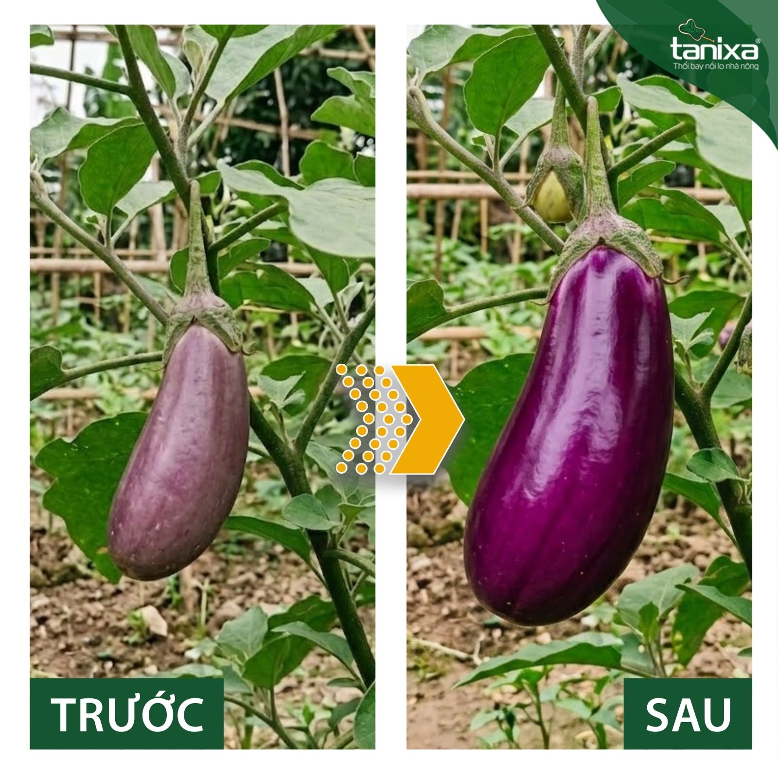 Bộ chuyên to trái - Đẹp trái Tanixa_thumbnail_4