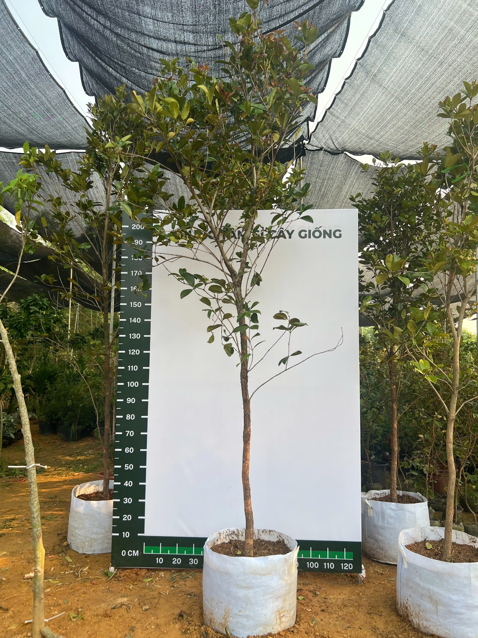 Cherry cao 2-2.5m PT181 CALATA