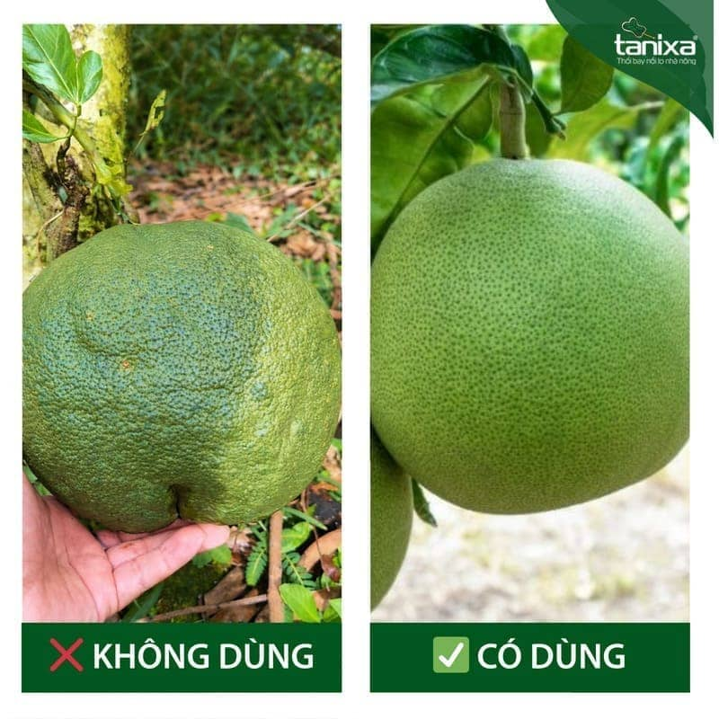 Bộ thúc trái - lên cơm Tanixa (nhỏ)_thumbnail_6