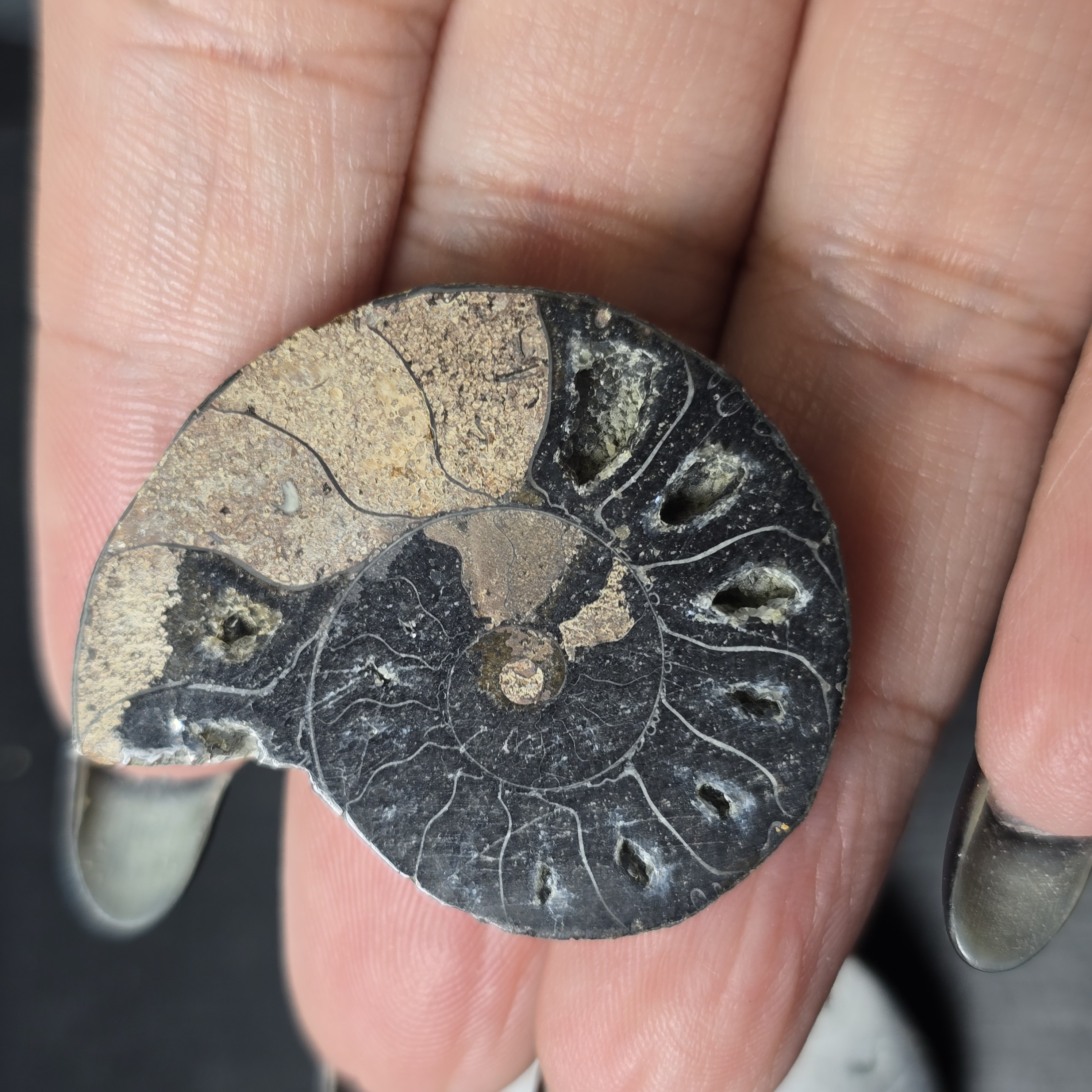 Hóa thạch Cleoniceras (Ammonite) – Kỷ Phấn Trắng - 1 CON CHIA 2 NỬA_thumbnail_6