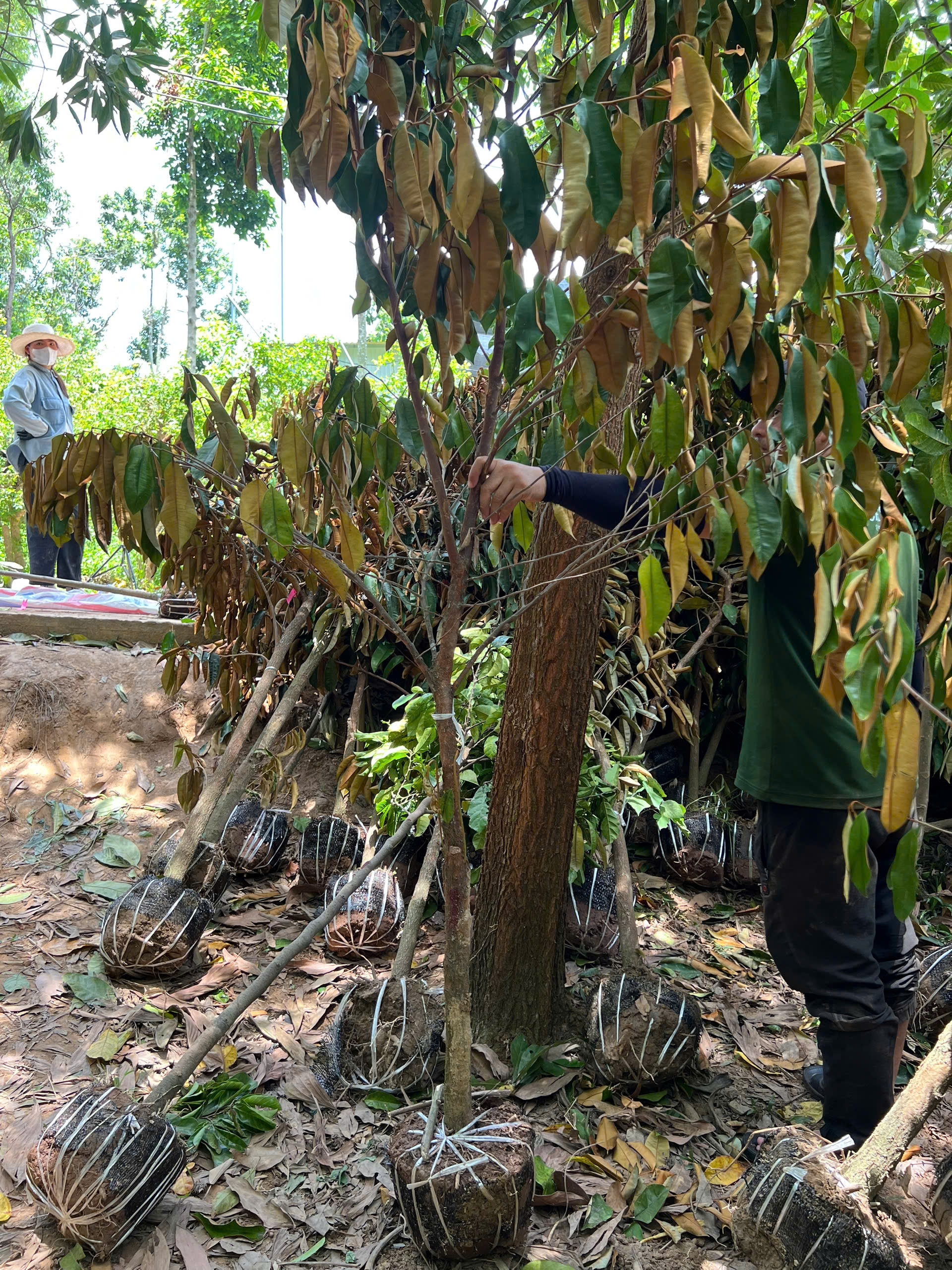 Vú sữa Mi Ca cao 1,6-2,2m PT283A CALATA