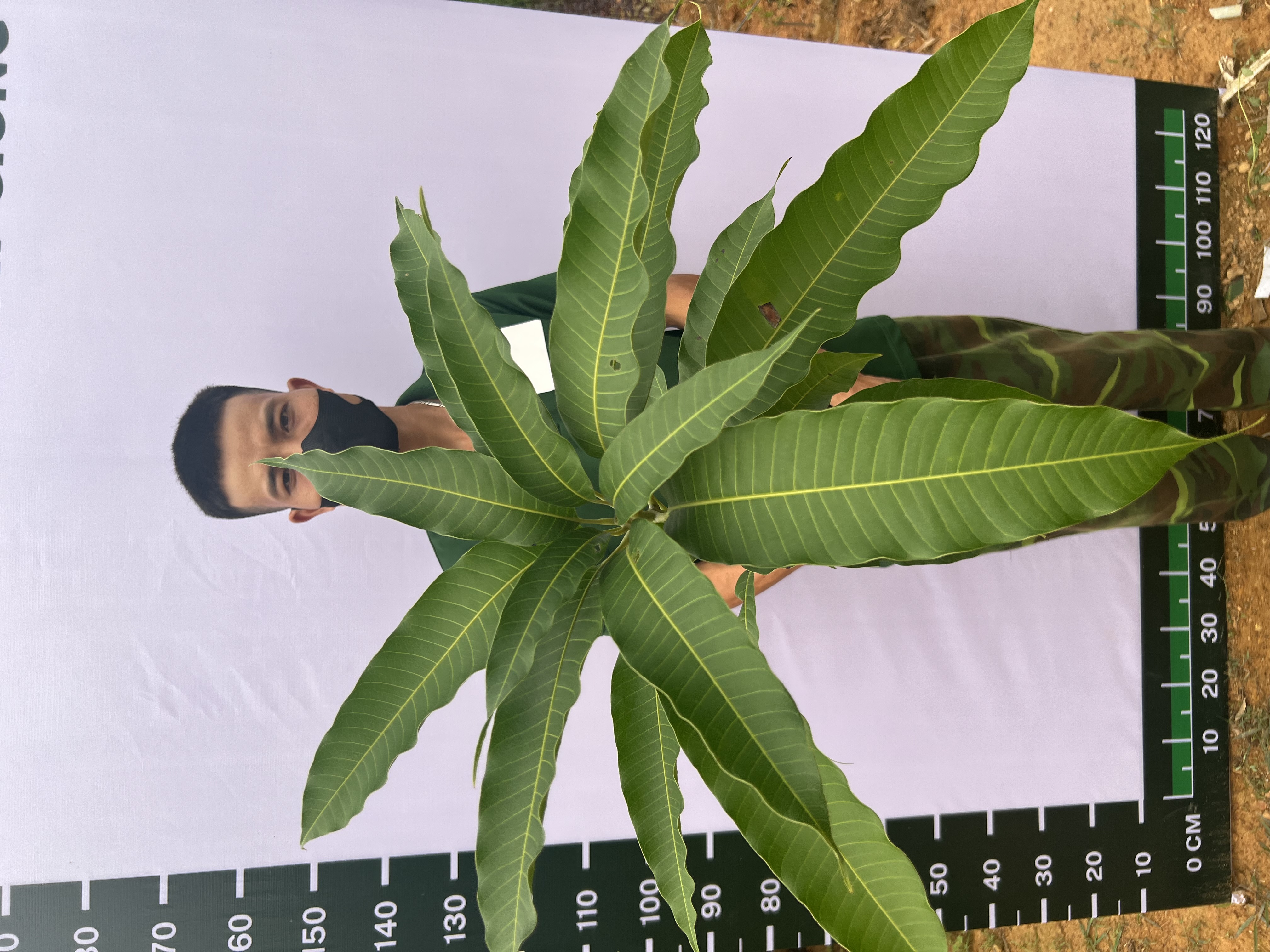 Xoài cát Hoà Lộc cao 55-70cm PT48 CALATA_thumbnail_2