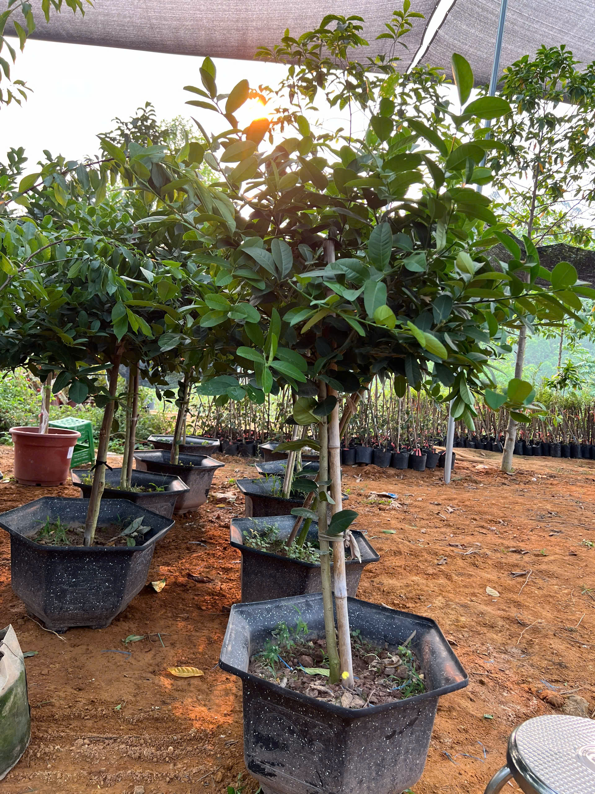 Chanh vàng mỹ cao 1.5-1.8m PT159 CALATA_thumbnail_8