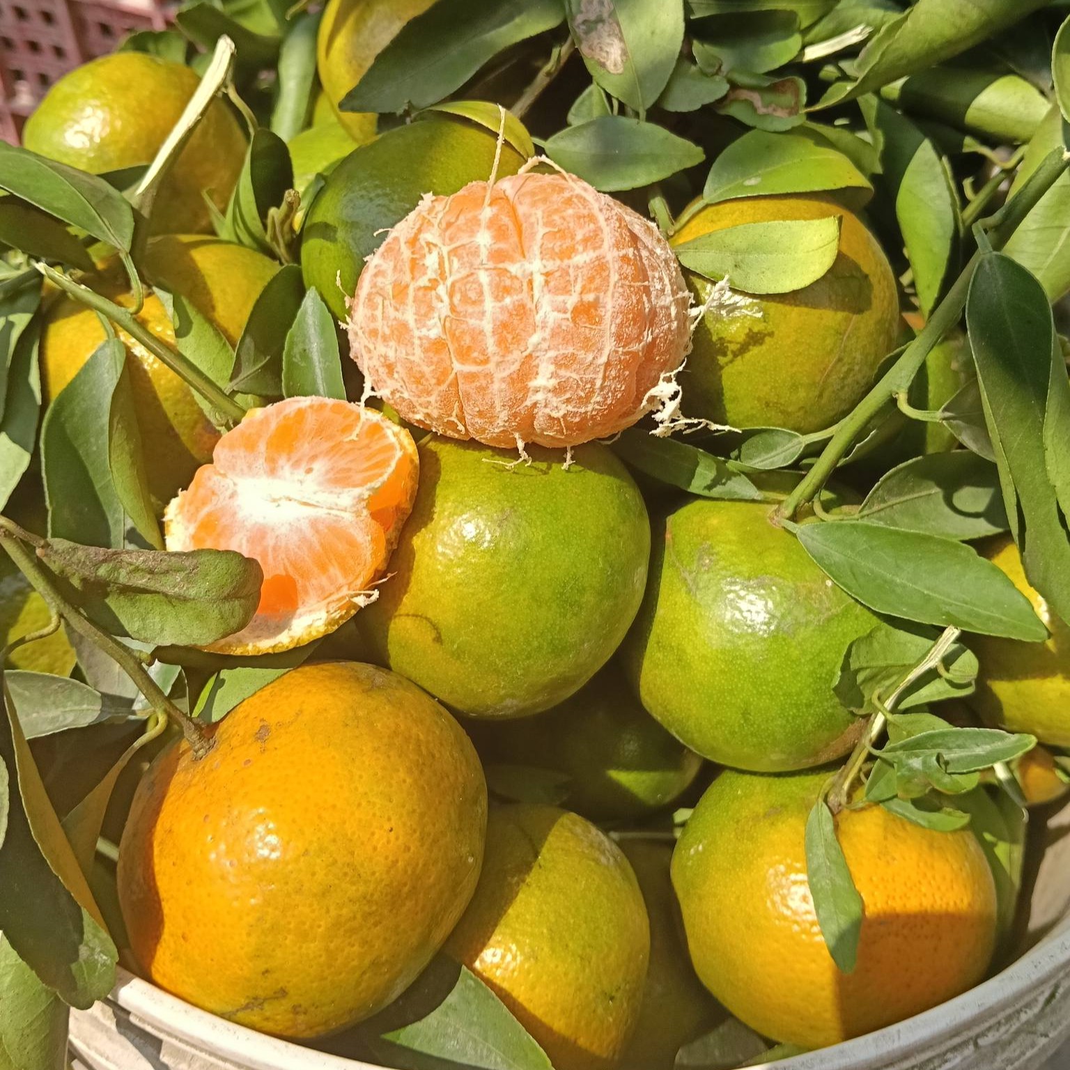 Quýt Đường Lão Vĩnh Long