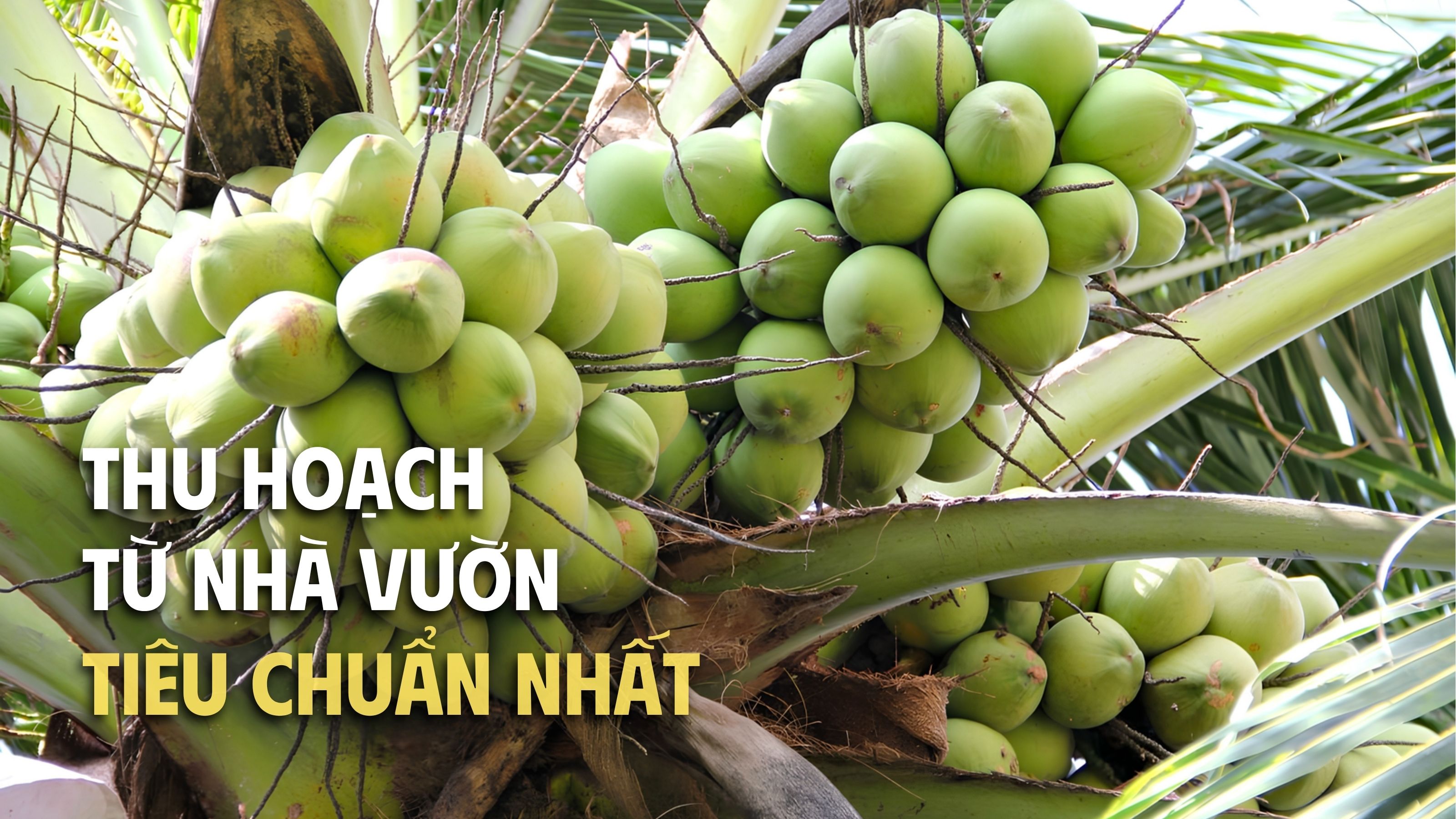 giá trị dừa trọc khách hàng nhận được tại tu farm 