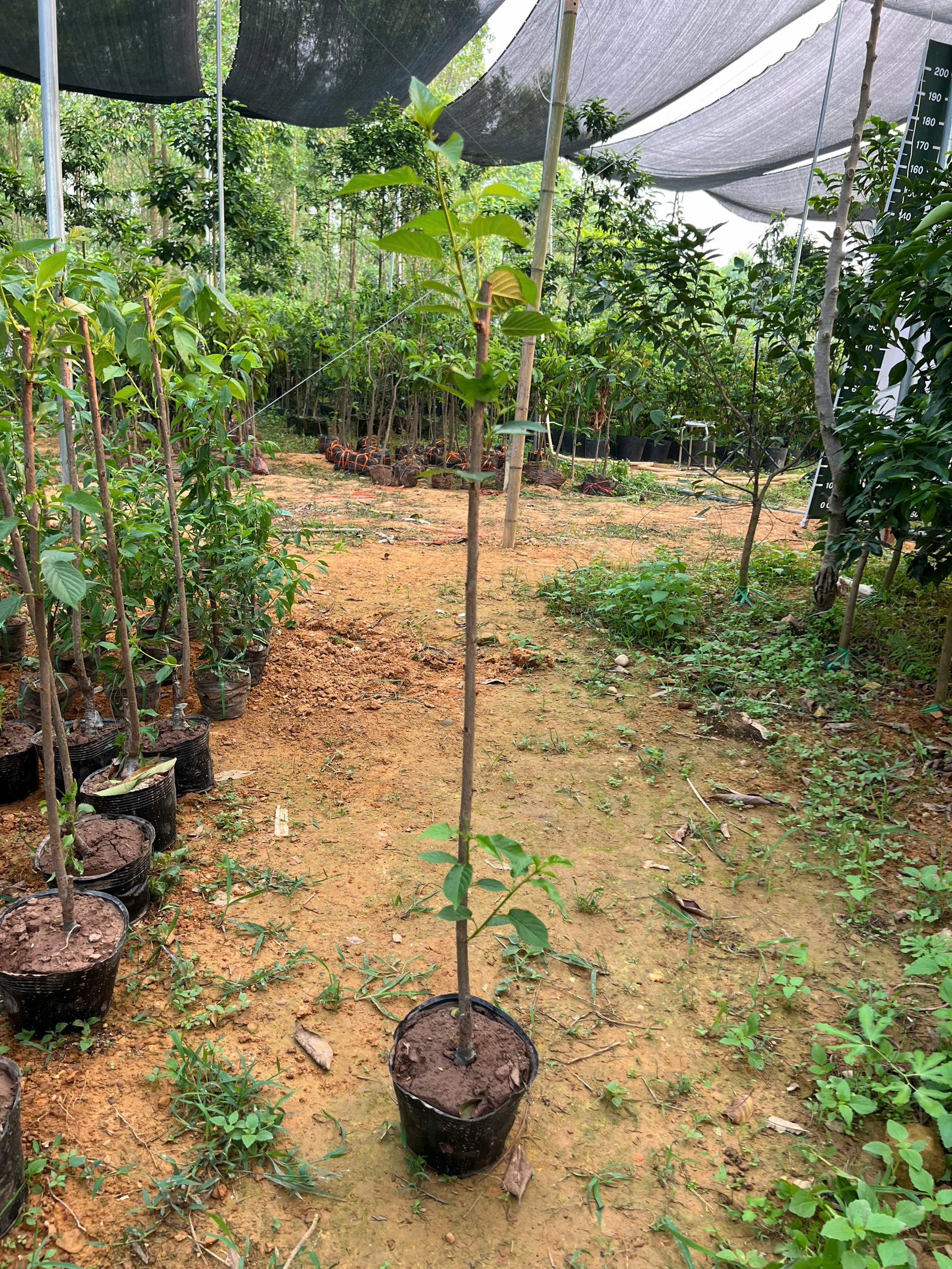 Hoa anh đào cao 1-1.2m PT175 CALATA_thumbnail_9