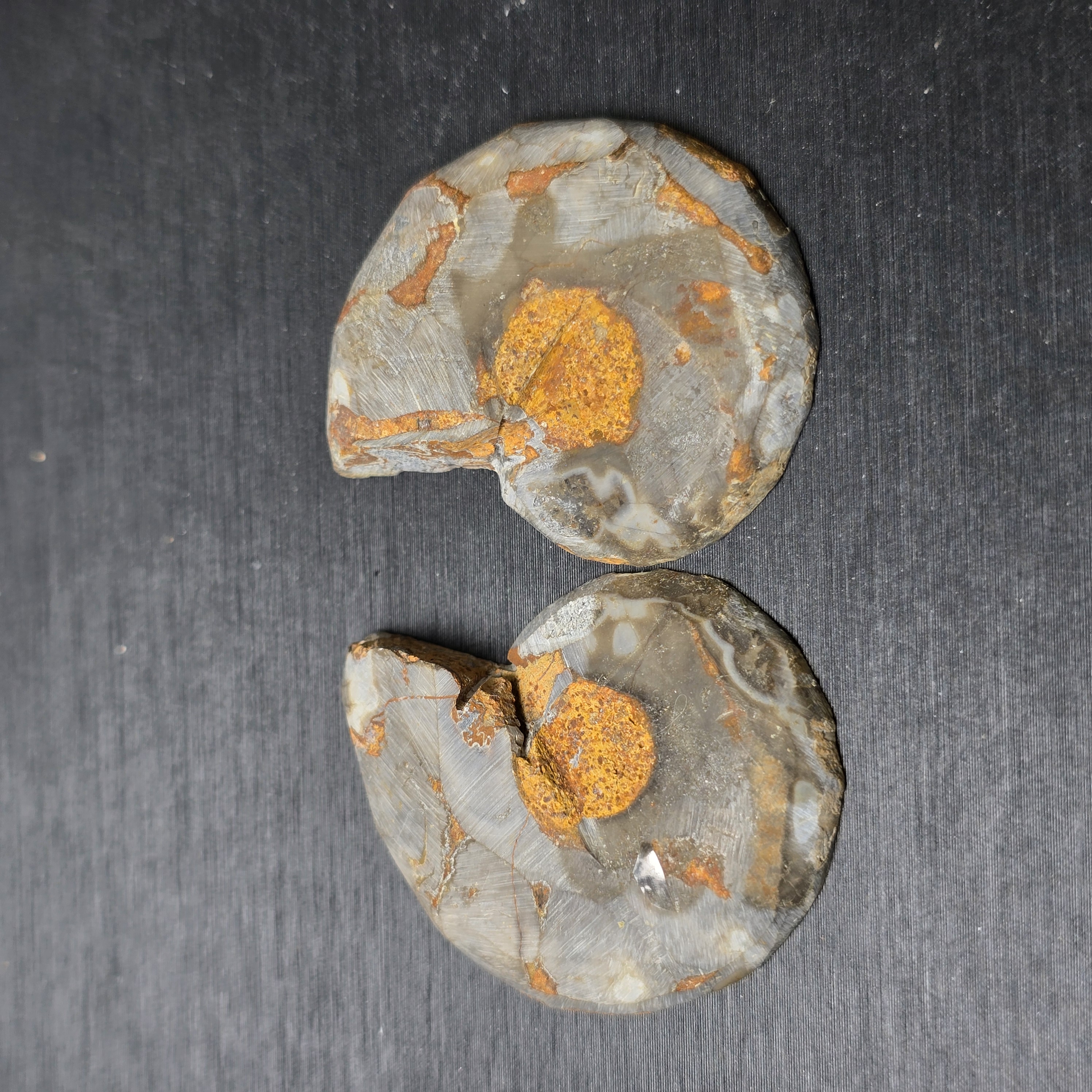 Hóa thạch Cleoniceras (Ammonite) – Kỷ Phấn Trắng - 1 CON CHIA 2 NỬA_thumbnail_3
