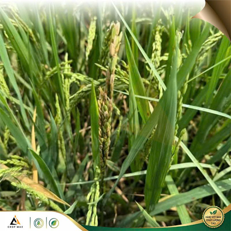 CYAT 525WG – Thuốc trừ bệnh phổ rộng, sạch bệnh nhanh, phục hồi cây mạnh_thumbnail_4