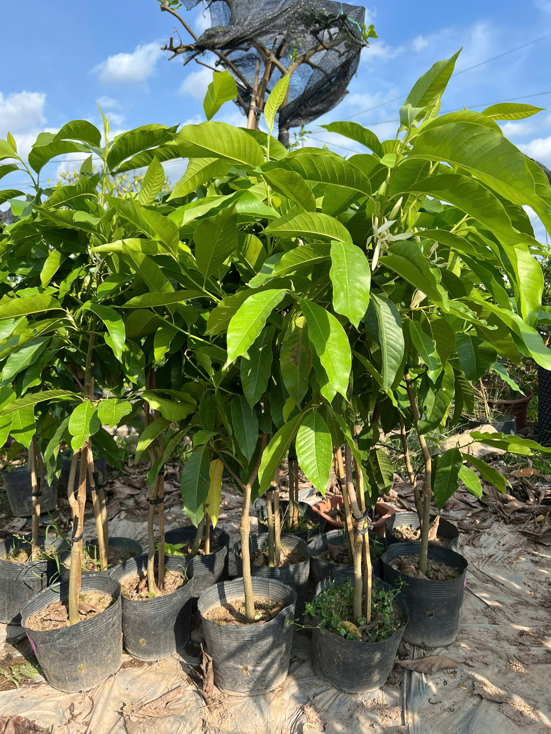 Ngọc lan trắng cao 1.5-1.6m PT215 CALATA