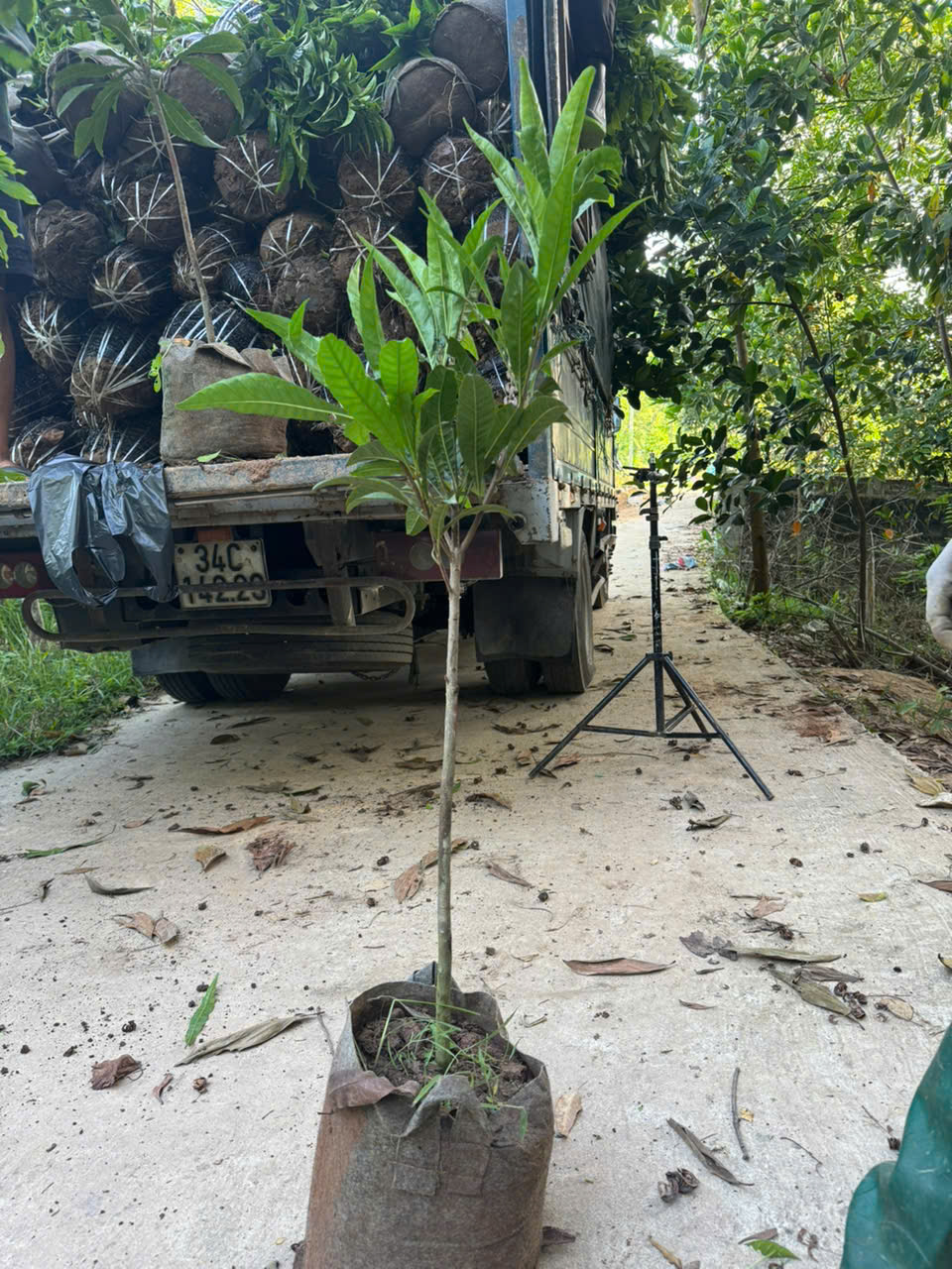 Trứng gà cao 1-1.5m PT287 CALATA