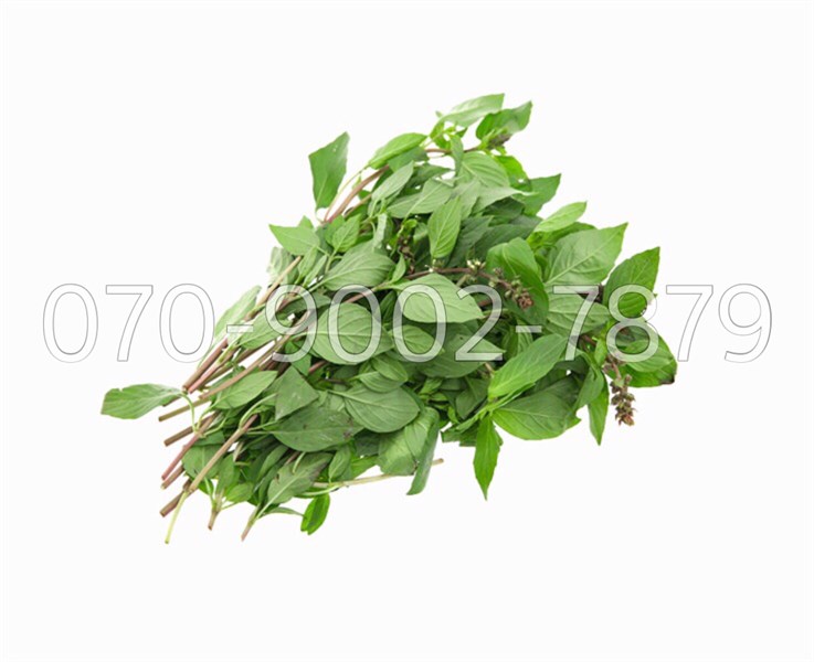 Húng quế ( túi )