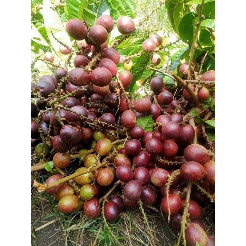 Nhãn matoa cao 40-50cm_thumbnail_2