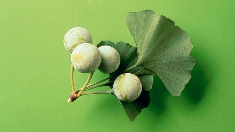 Bí quyết chăm sóc não bộ khỏe mạnh với Ginkgo Biloba