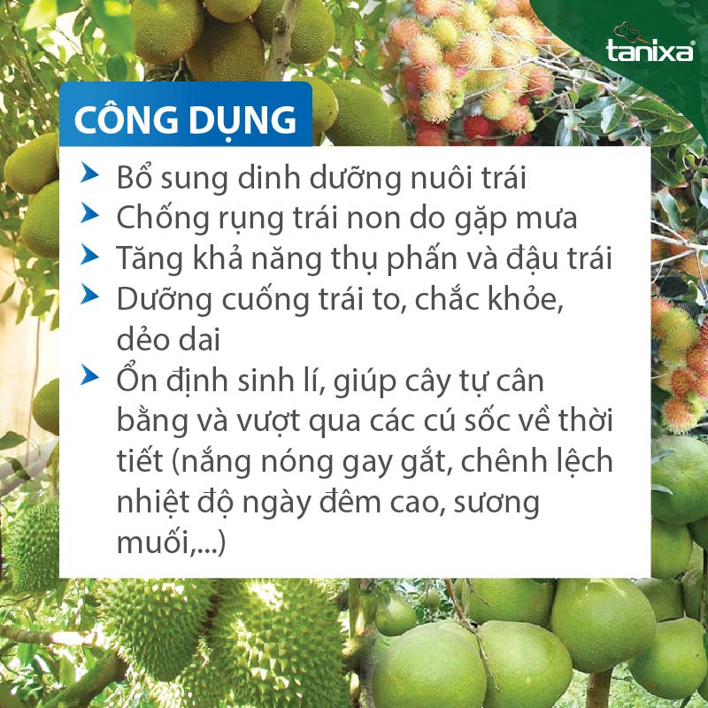 Bộ đậu trái Tanixa (nhỏ)_thumbnail_3