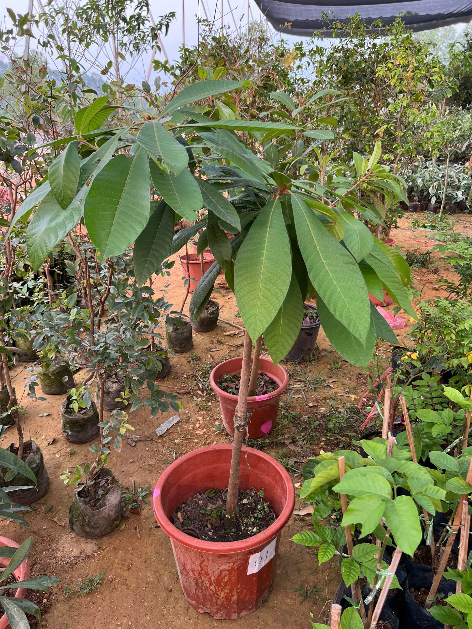 Hồng xiêm ruột đỏ cao 1.2-1.5m PT171 CALATA_thumbnail_6